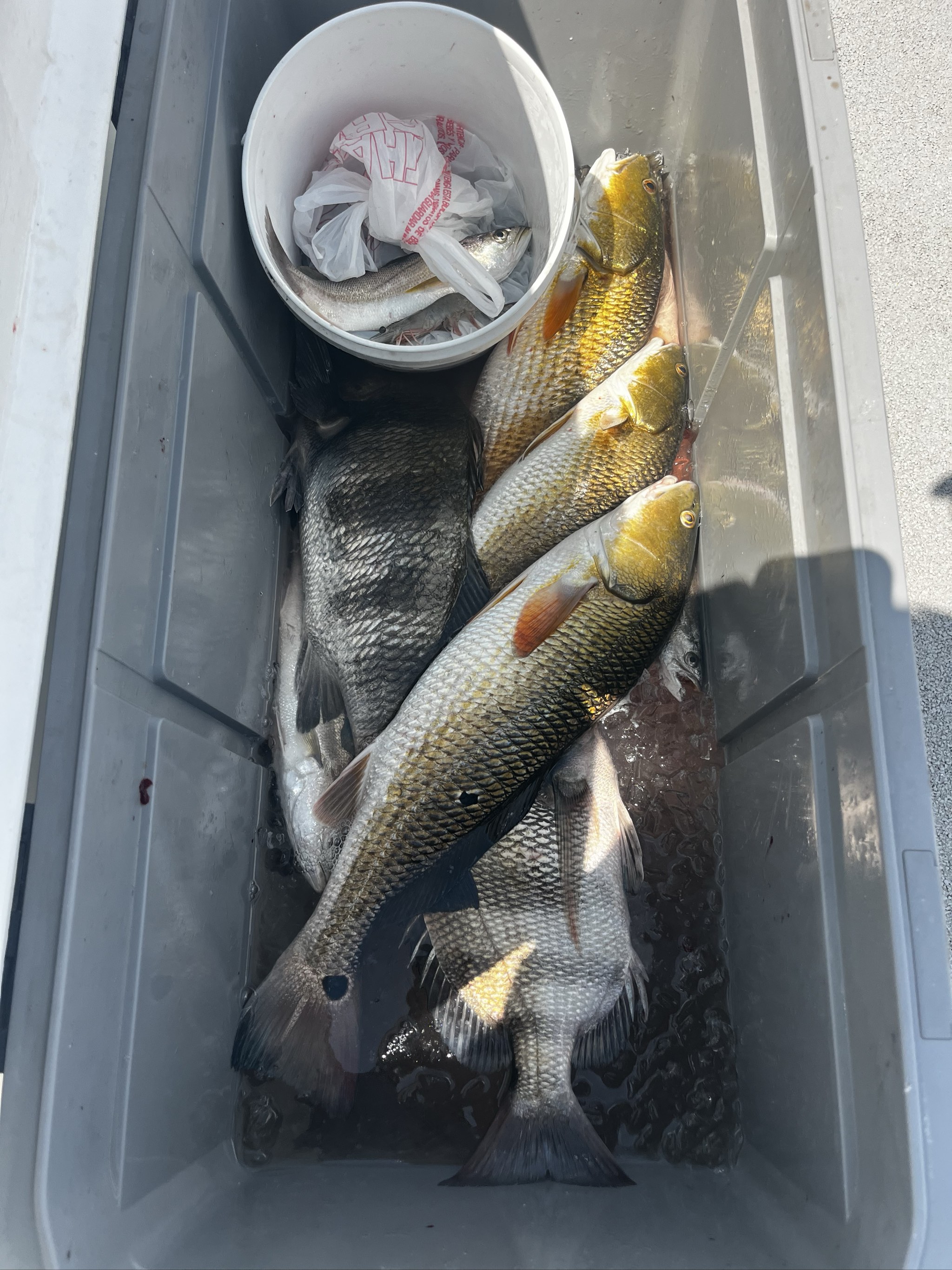 Seven Fish Day: Venice Flounder, Bass, Drum