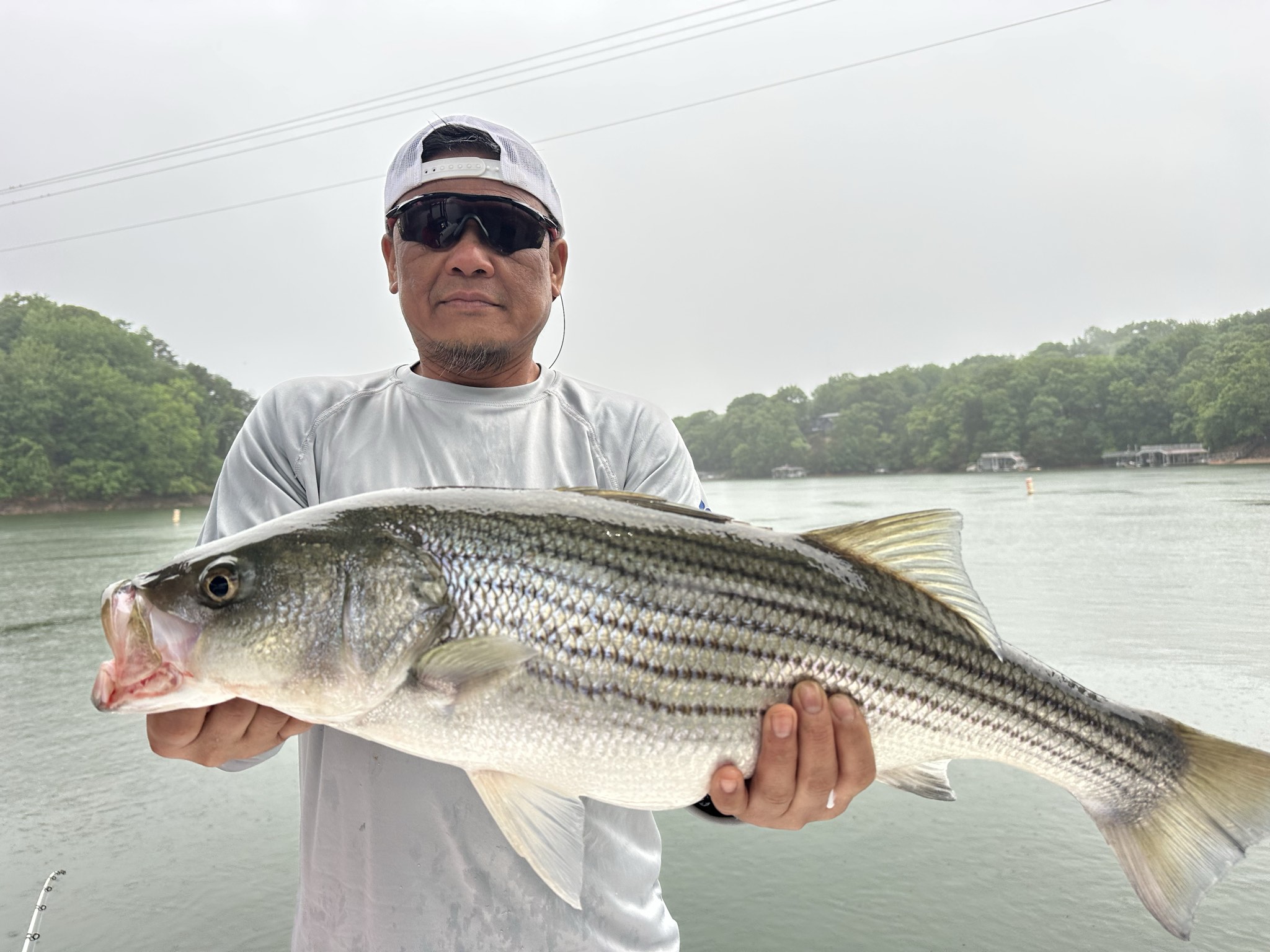 Lake Lanier May Striped Bass Success