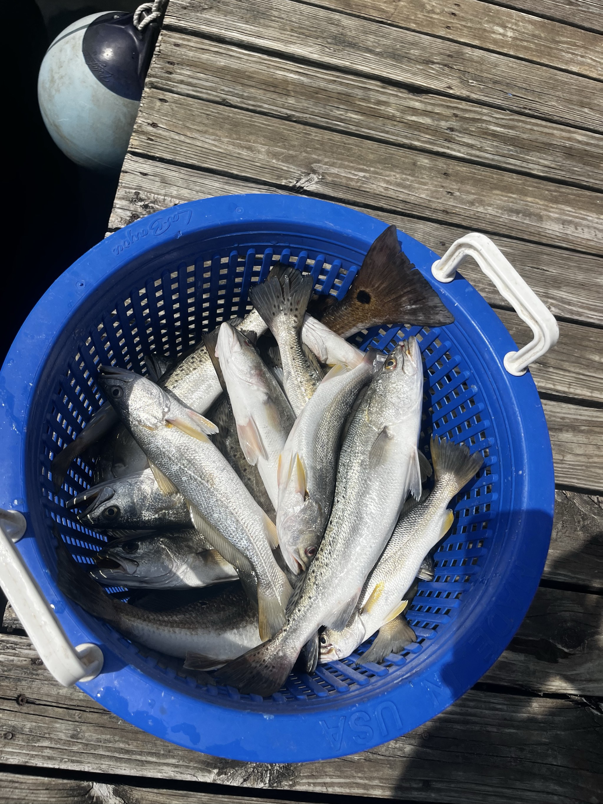 Seven Fish Day: Venice Flounder, Bass, Drum