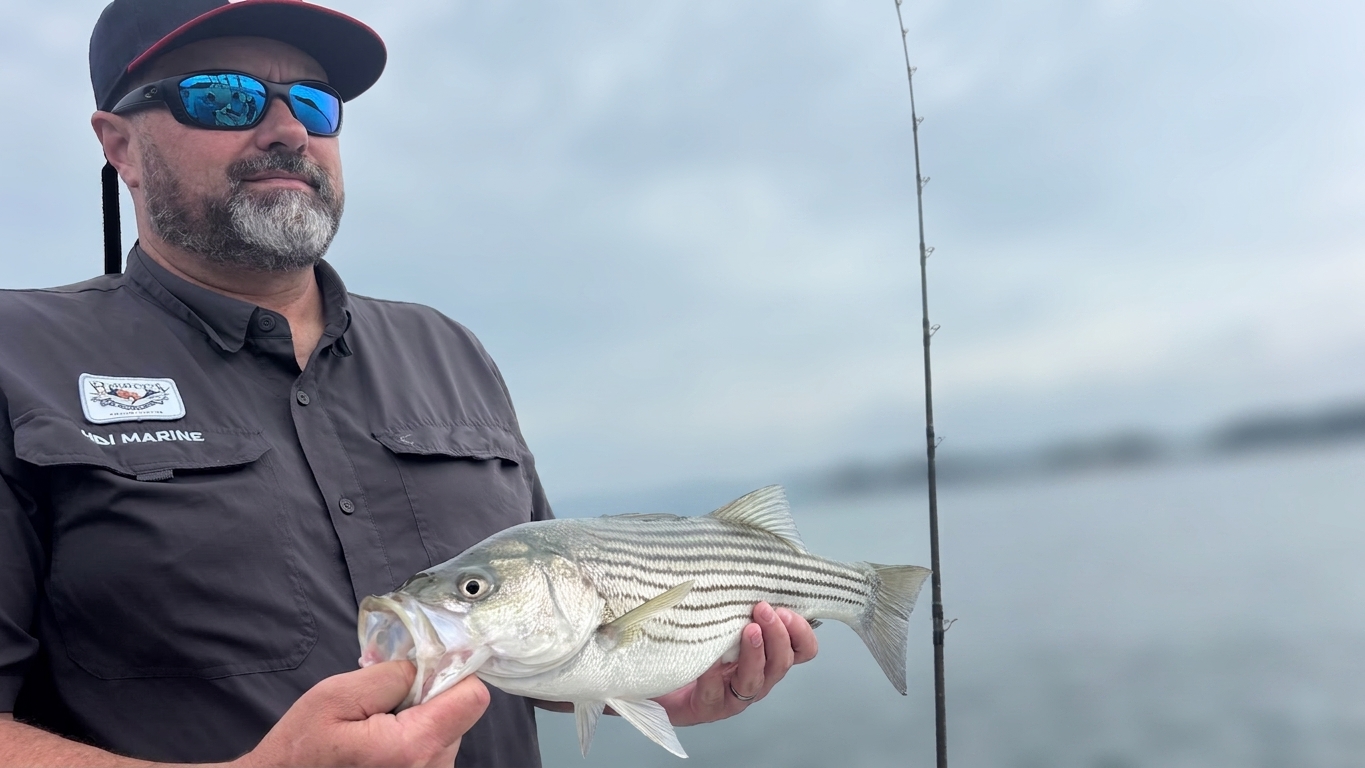 May Striped Bass Bite Lake Lanier