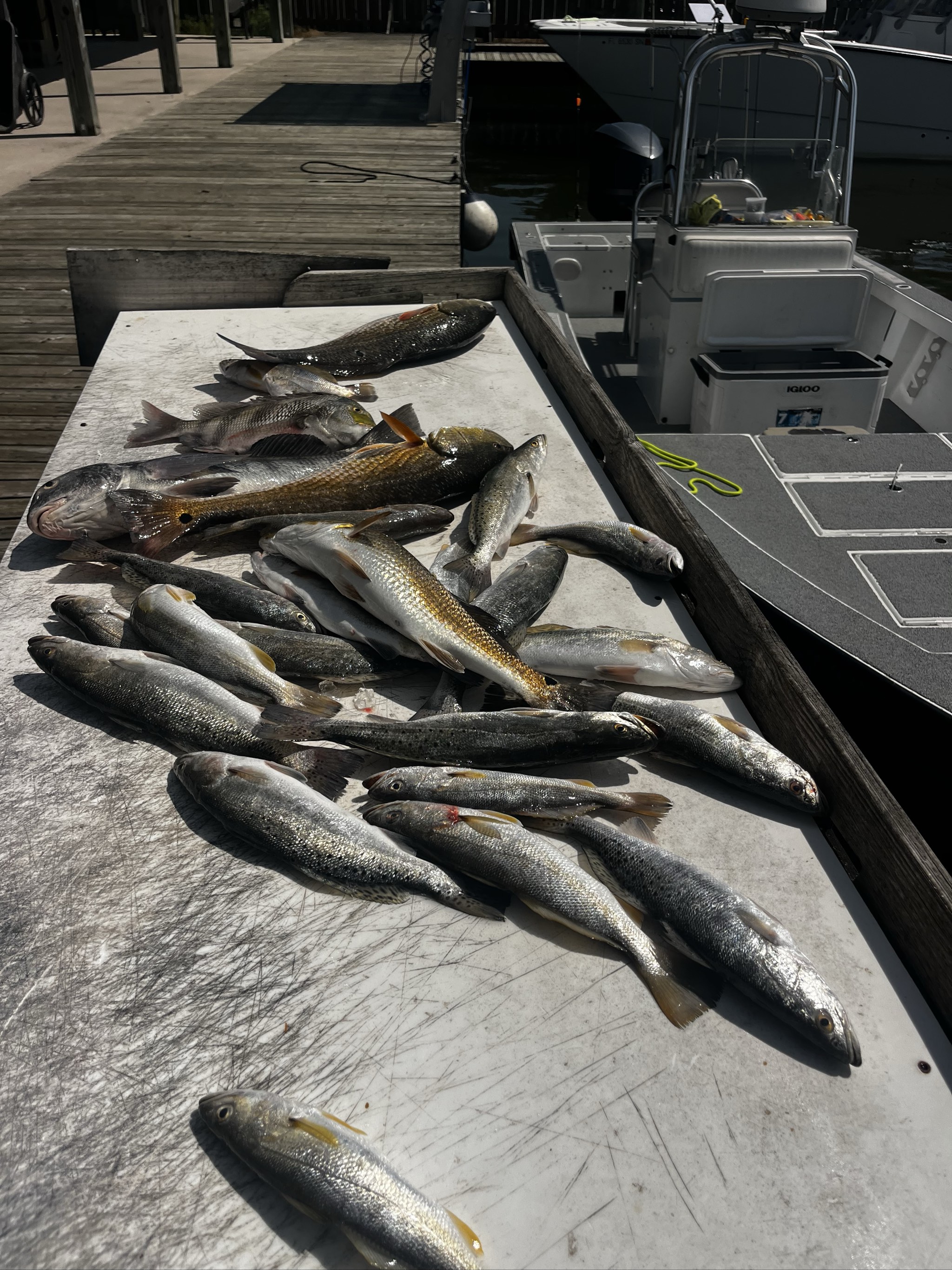 Seven Fish Day: Venice Flounder, Bass, Drum
