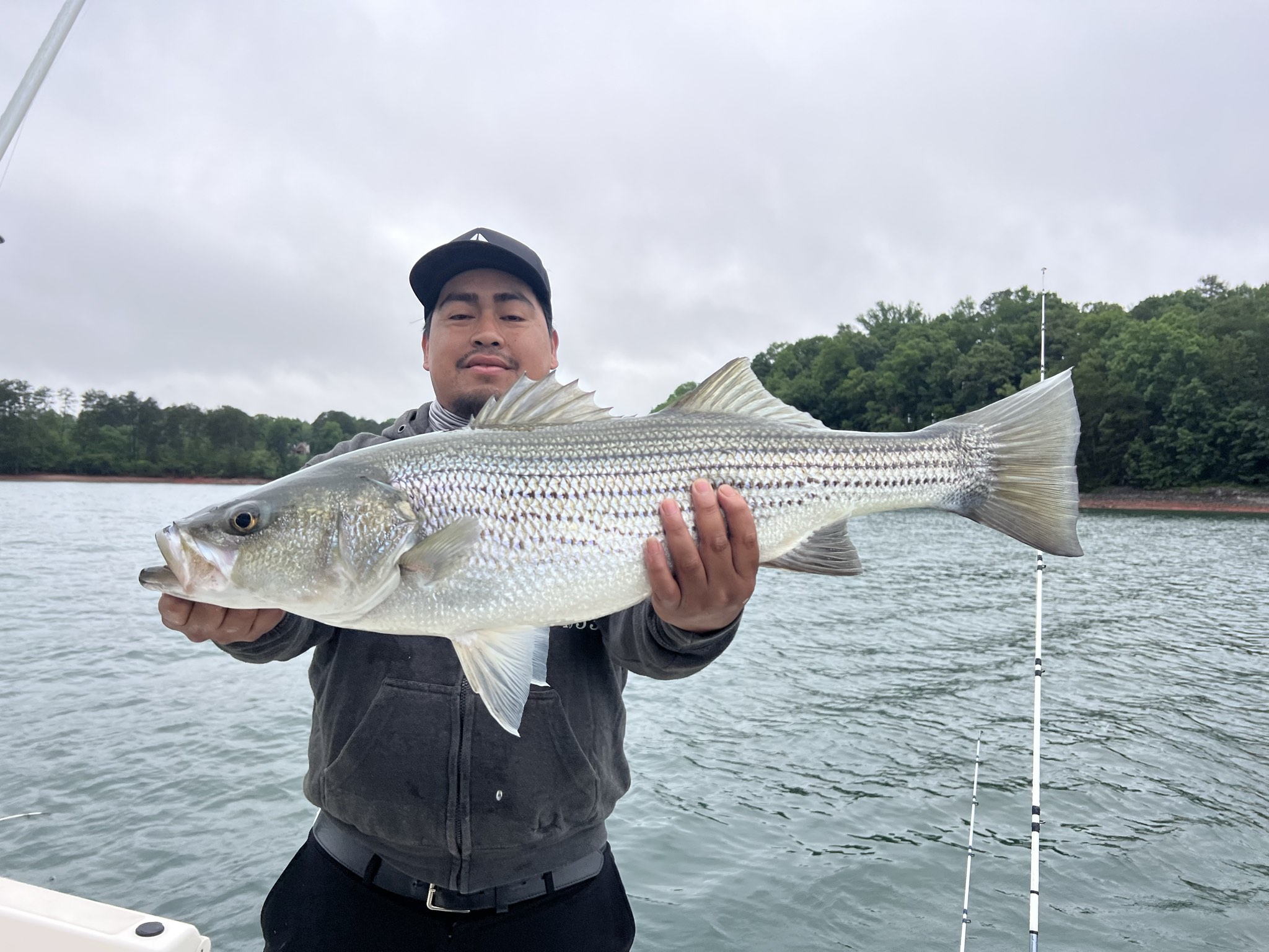 Striped Bass Success On Lake Lanier