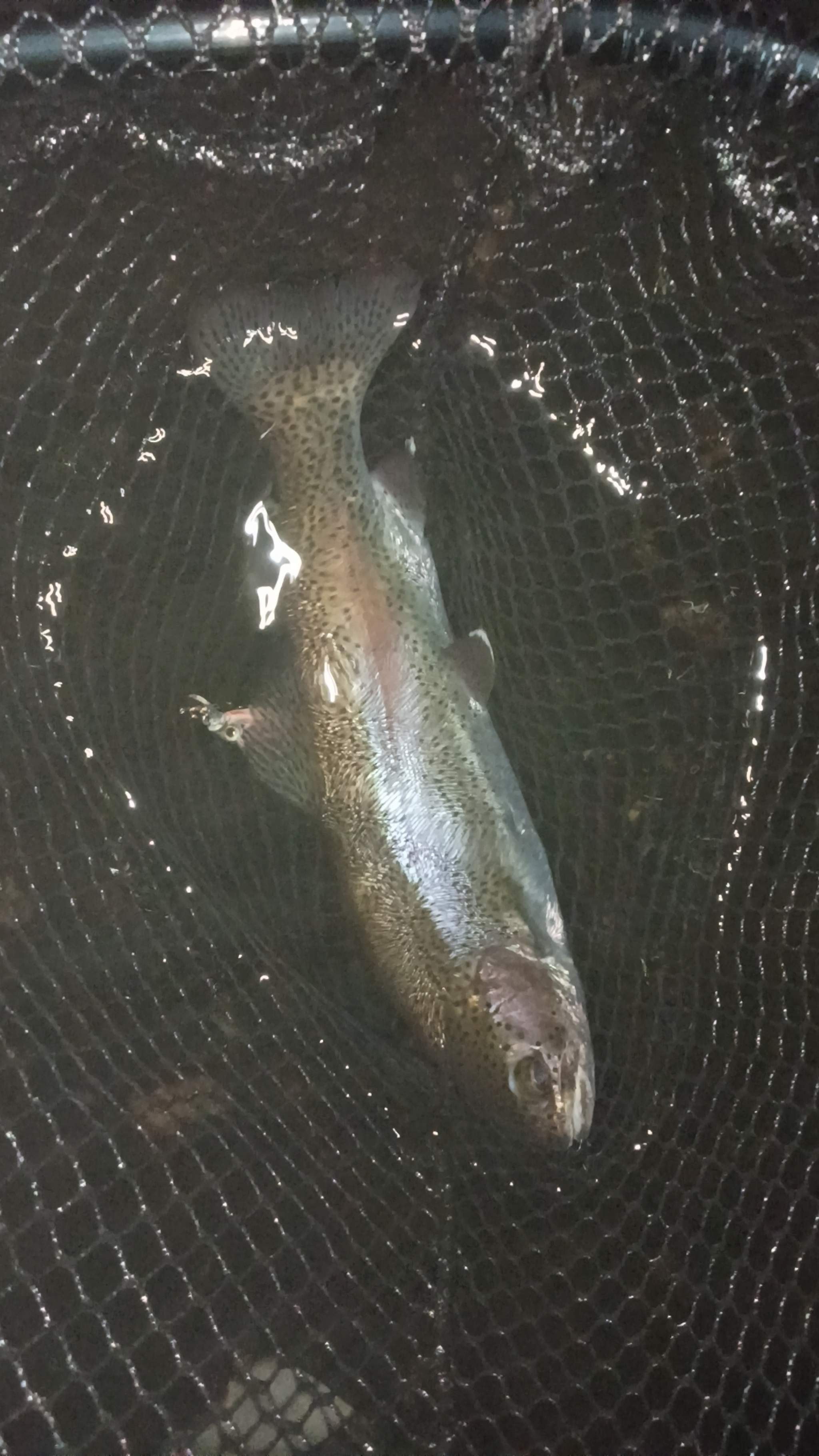 Rainbow trout caught on the White River, Aug 5, 2026
