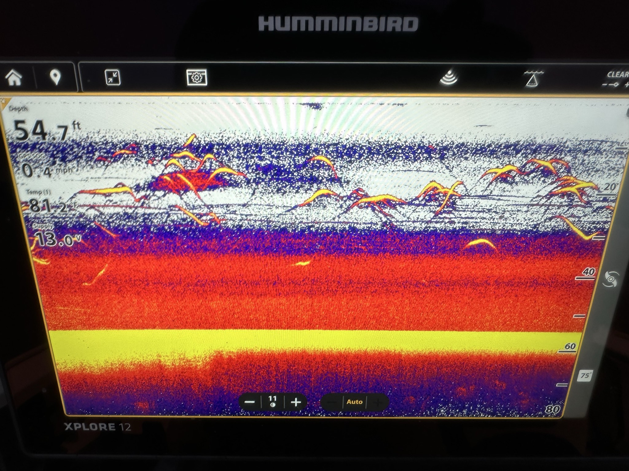 Striped Bass — June 2026