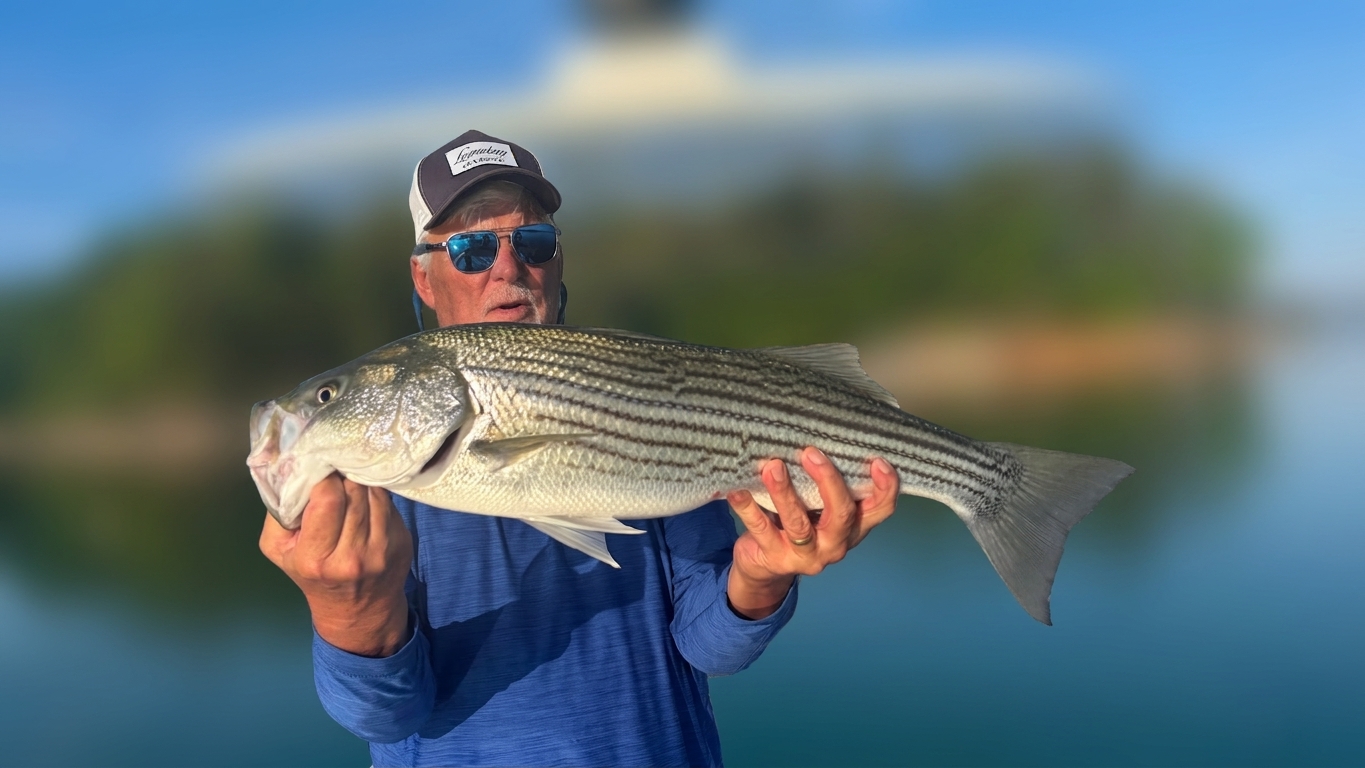 Striped Bass And Spotted Bass Dominate Lake Lanier