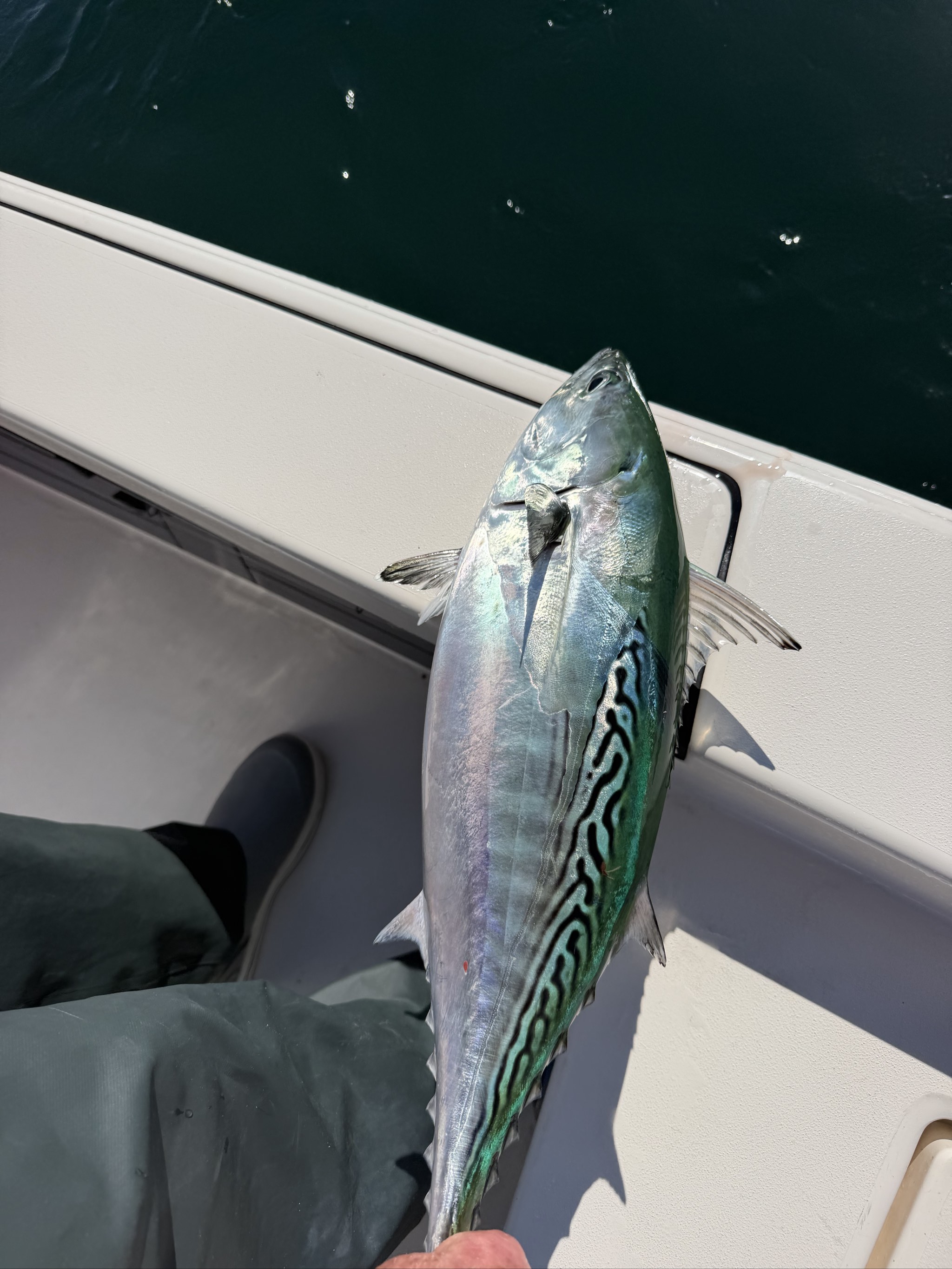 Atlantic bonito caught out of Boston, Oct 8, 2026
