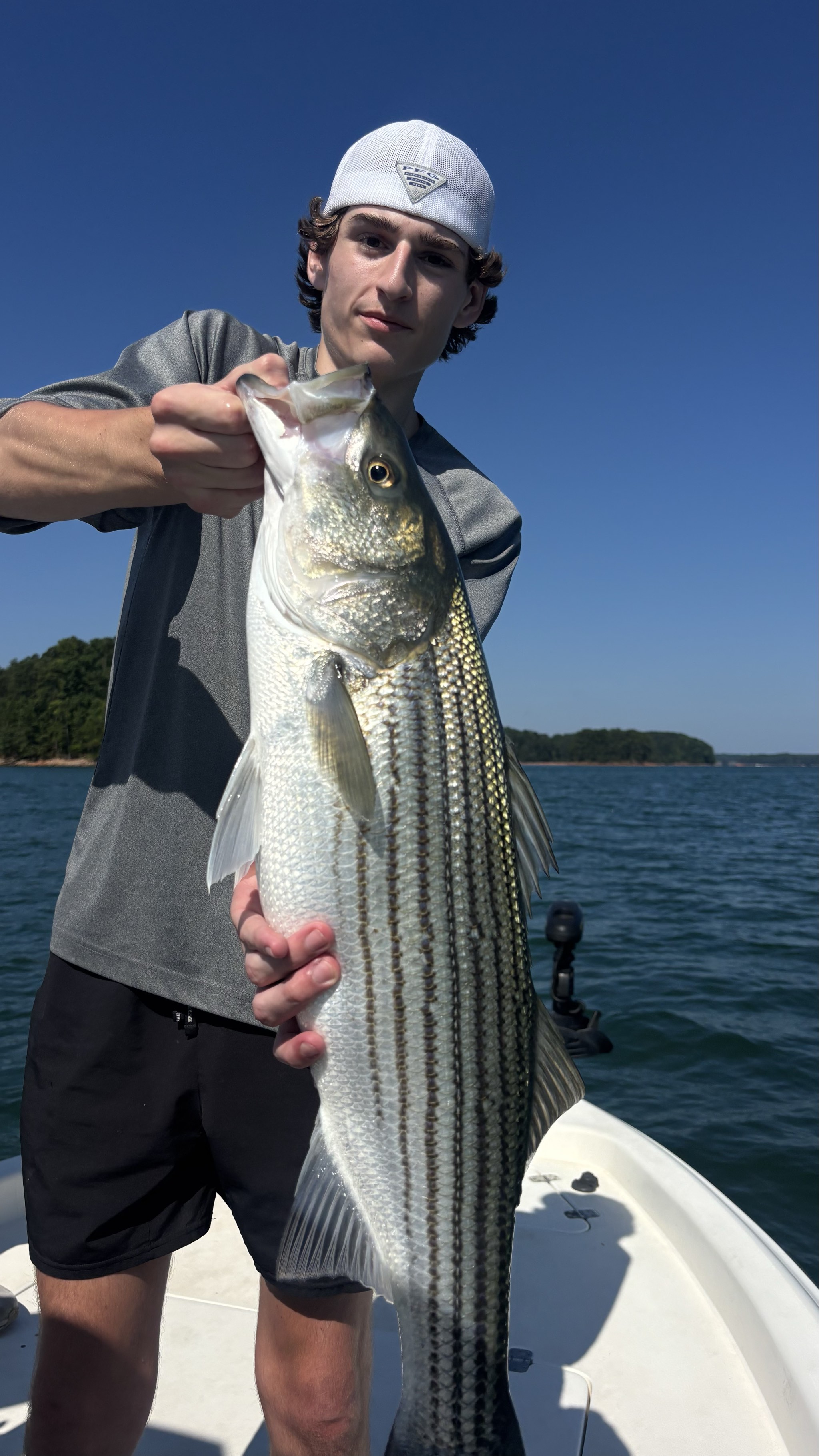 Summer Stripers Dominate Lake Lanier