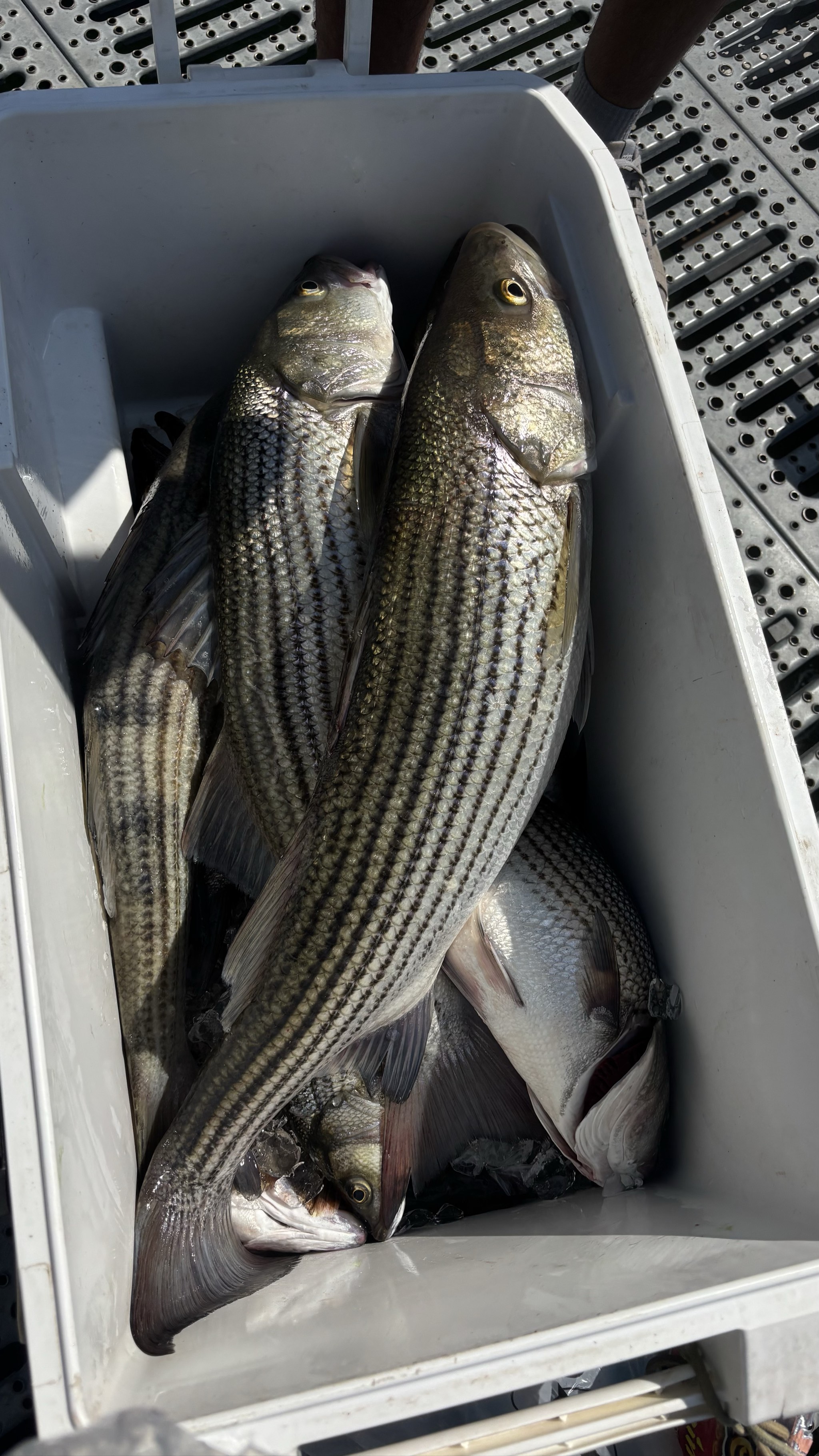 Striped Bass And Gar Action Lake Lanier