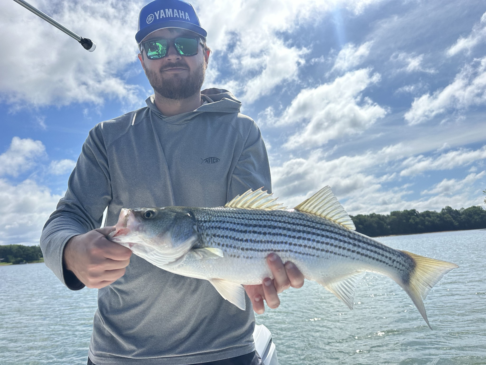 Striped Bass And Spotted Bass Dominate Lake Lanier