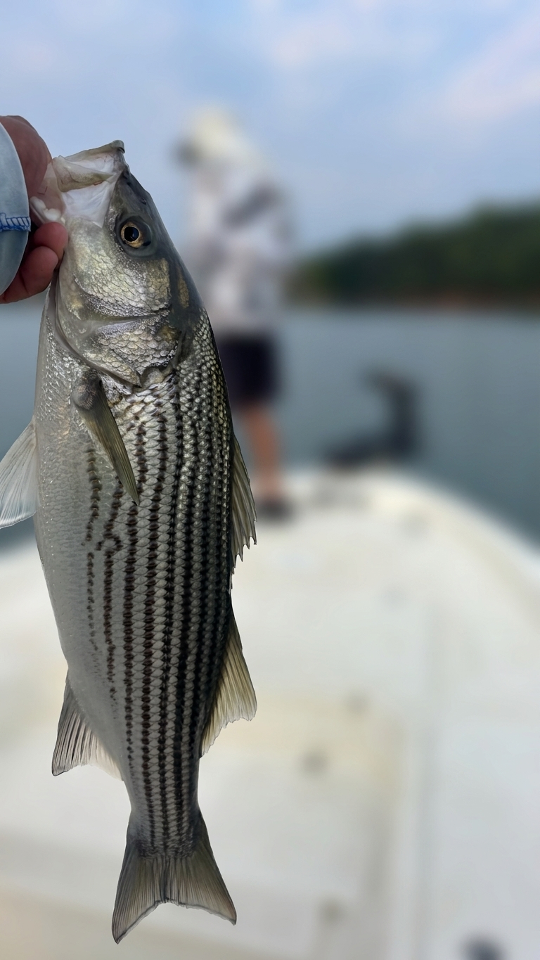 Striped And Spotted Bass On Lake Lanier