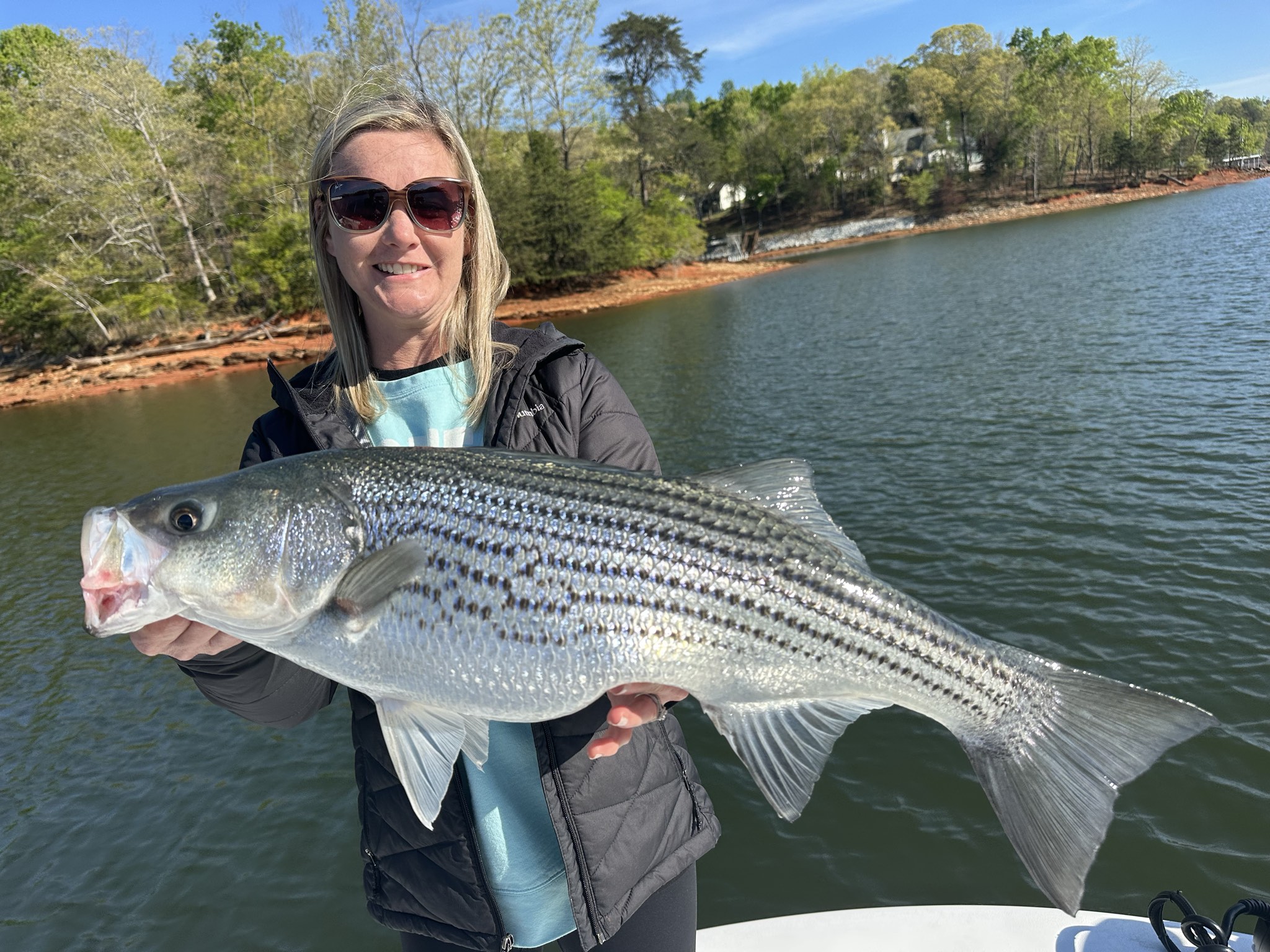 Striped Bass — April 2026