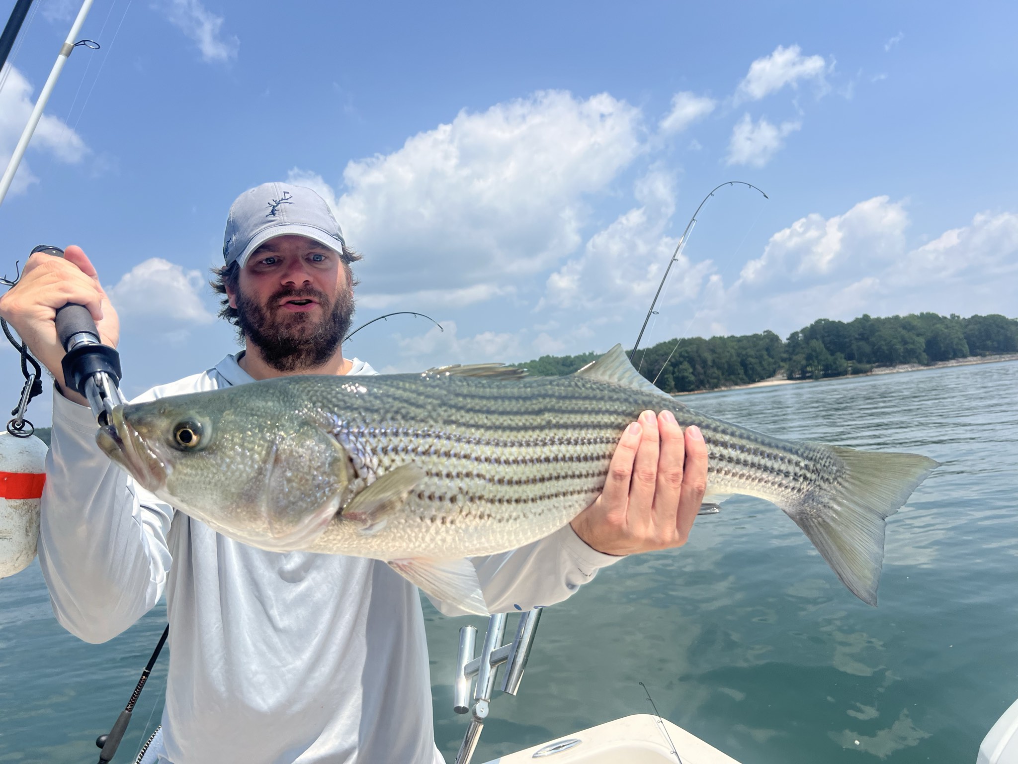 Striped Bass And Spotted Bass Lake Lanier
