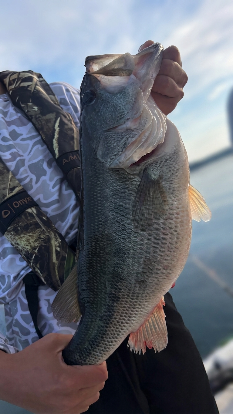Family Fun: Four Species at Lake Lanier