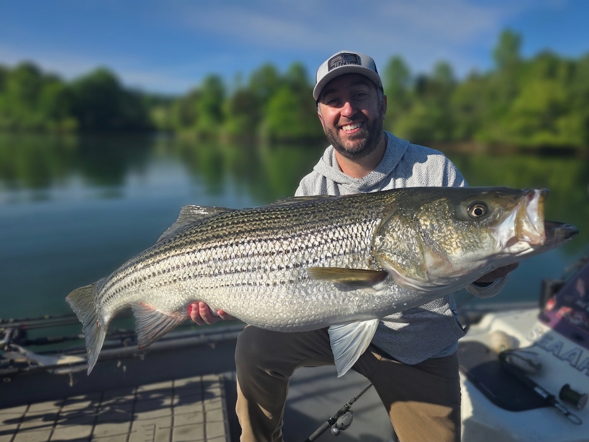 Striped bass caught on Jackson Lake, Aug 5, 2026