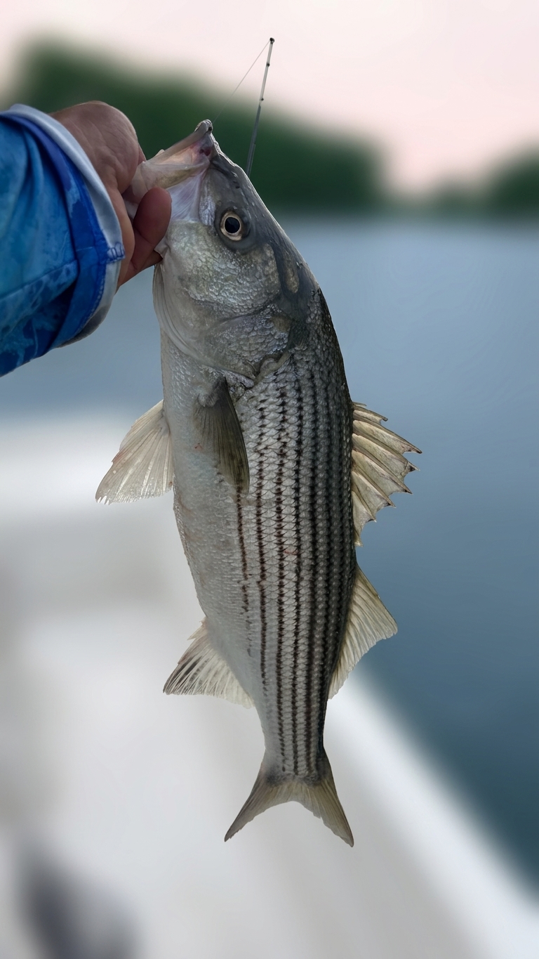 Striped And Spotted Bass On Lake Lanier