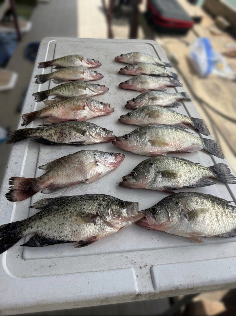 14 black crappie caught on Lake Bridgeport, Aug 23, 2026