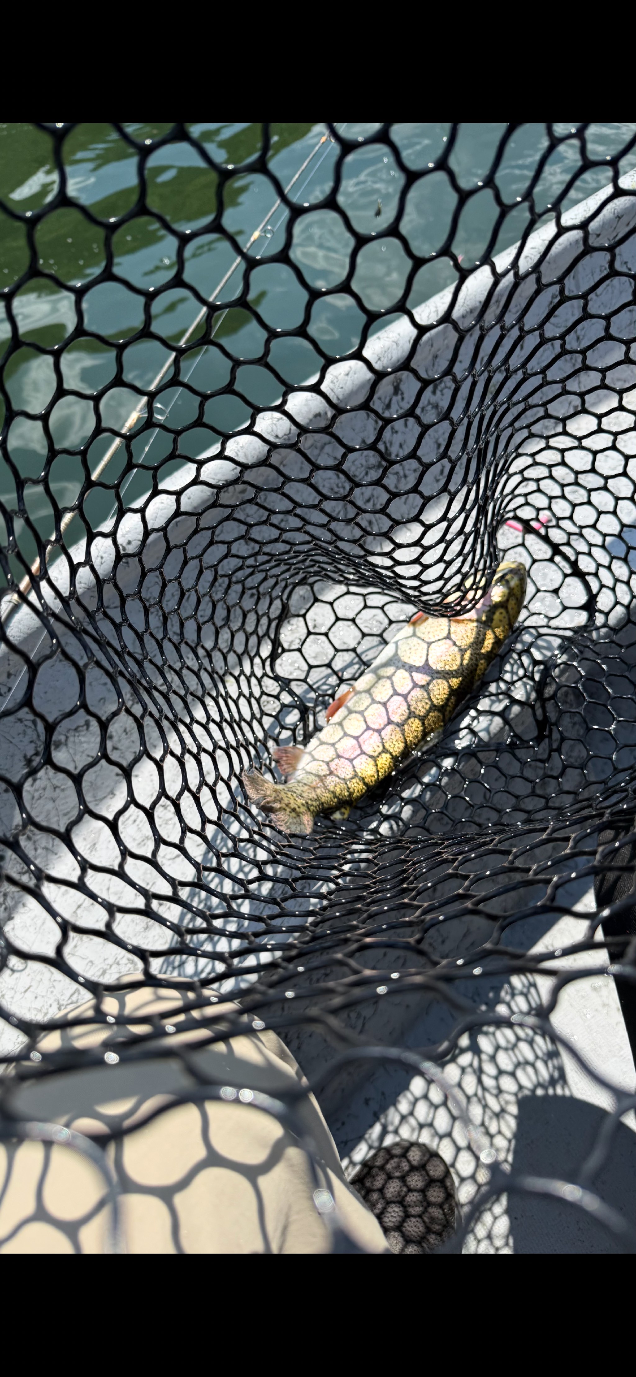 Bent Rods On White River's Trout