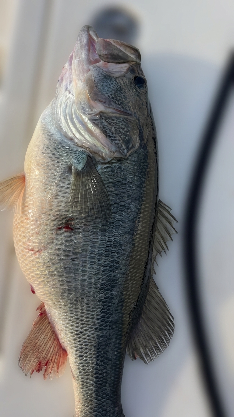 Family Fun: Four Species at Lake Lanier