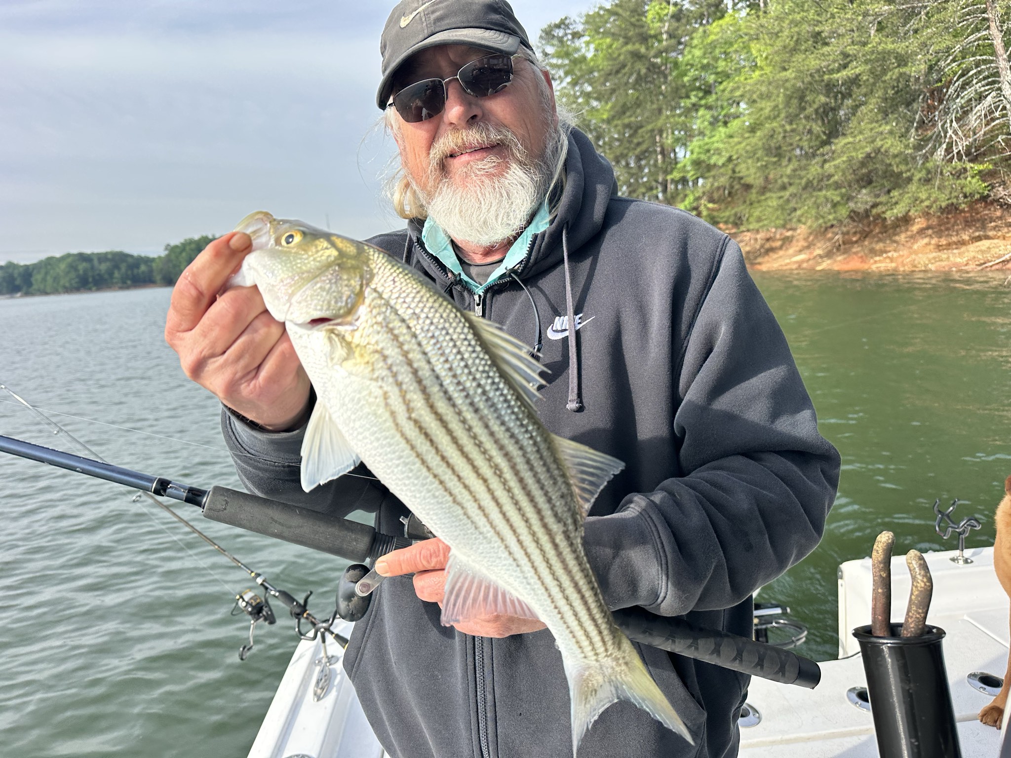 Striped Bass — May 2026