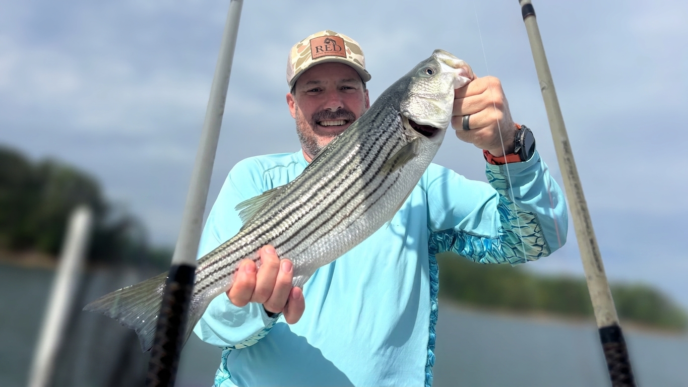 May Striped Bass Bite Lake Lanier