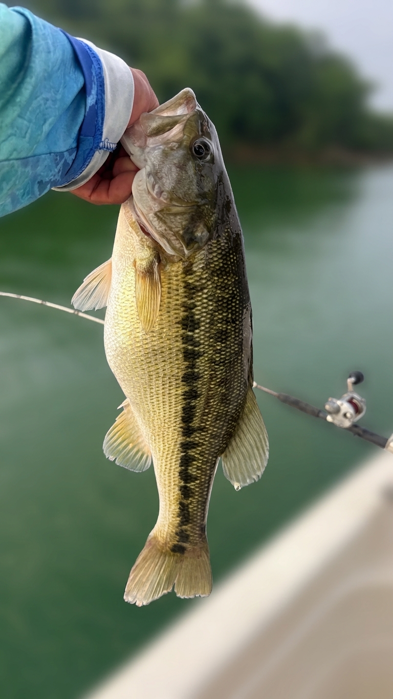Striped And Spotted Bass On Lake Lanier