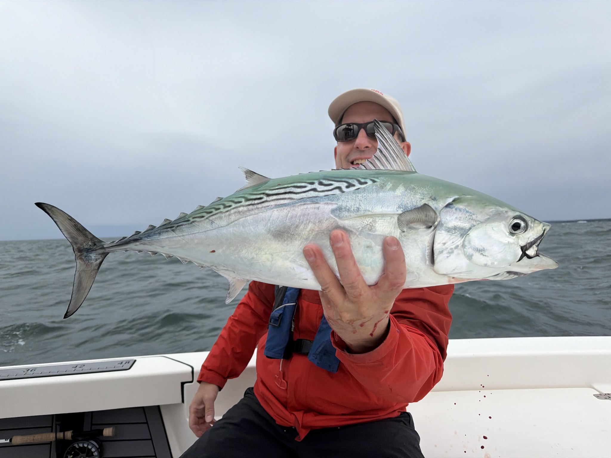 Atlantic bonito caught out of Boston, Oct 11, 2026