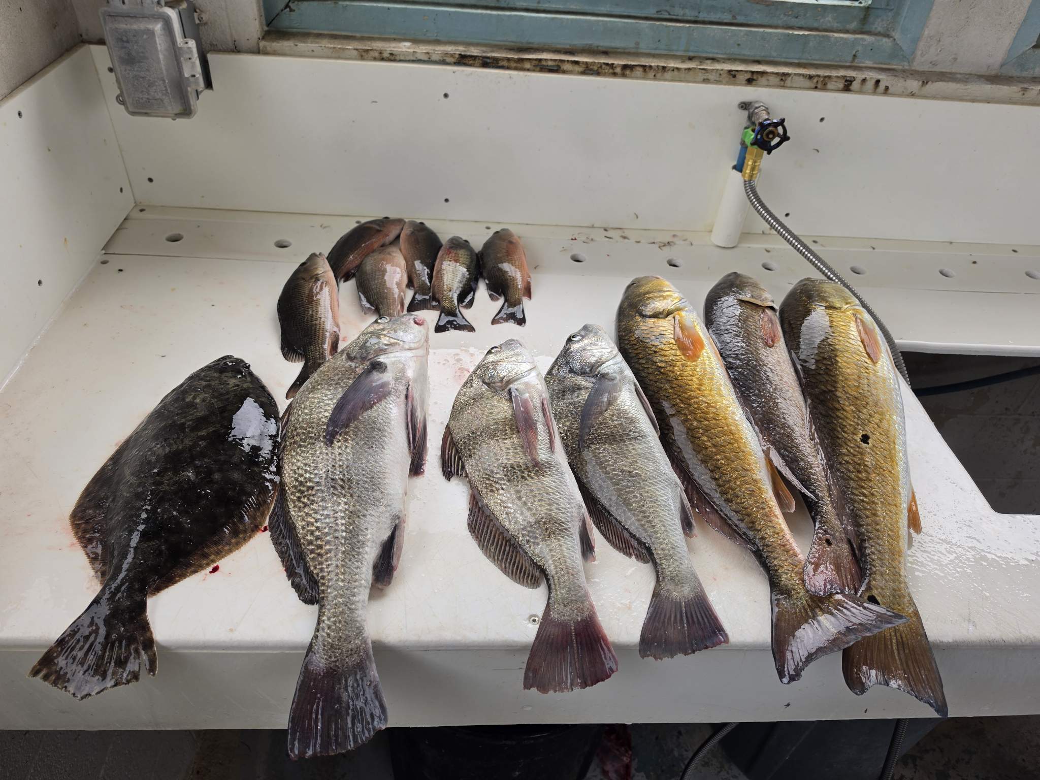 Port aransas, TX Black Drum — October 2026