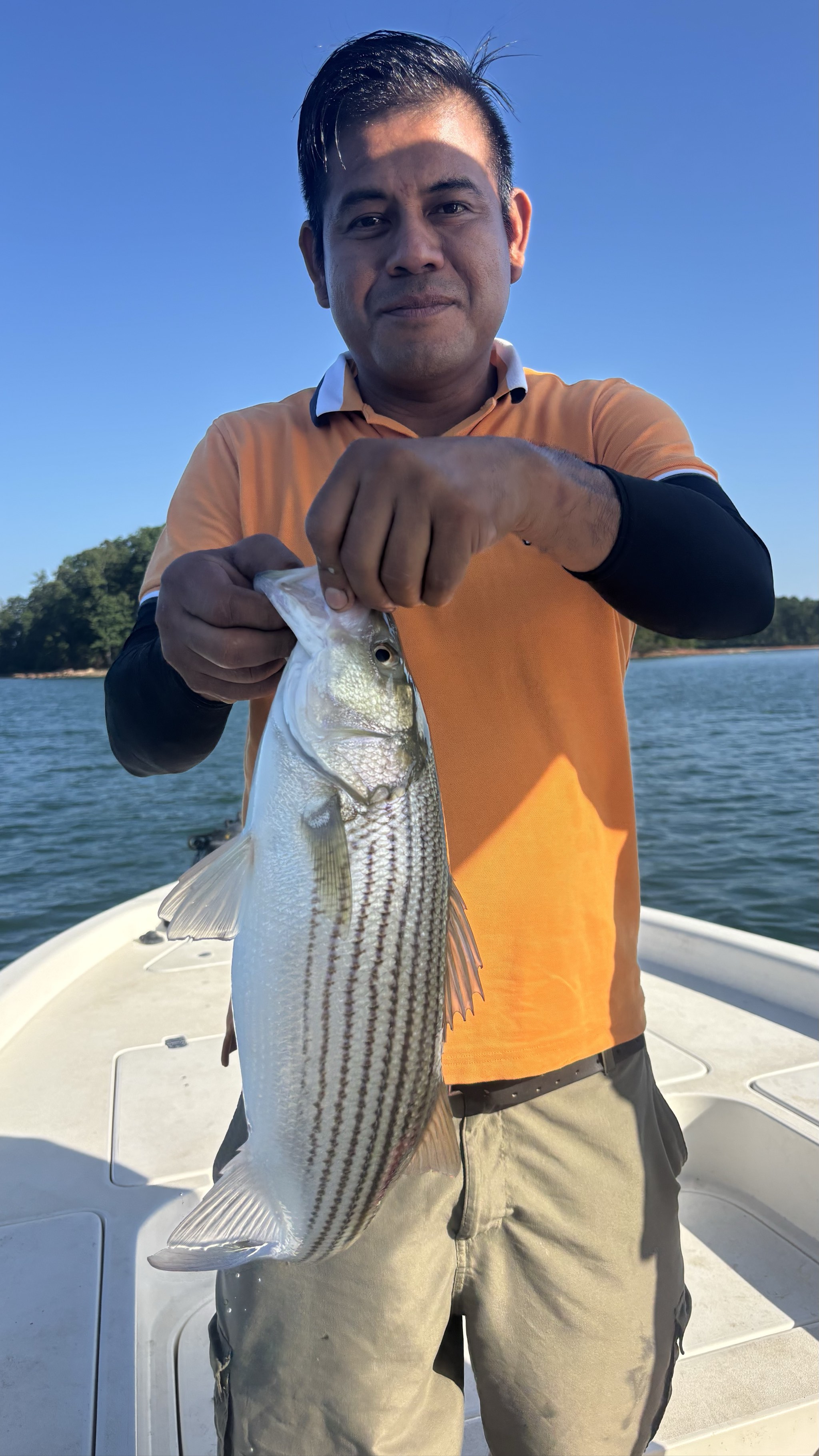 Striped And Spotted Bass Lake Lanier June