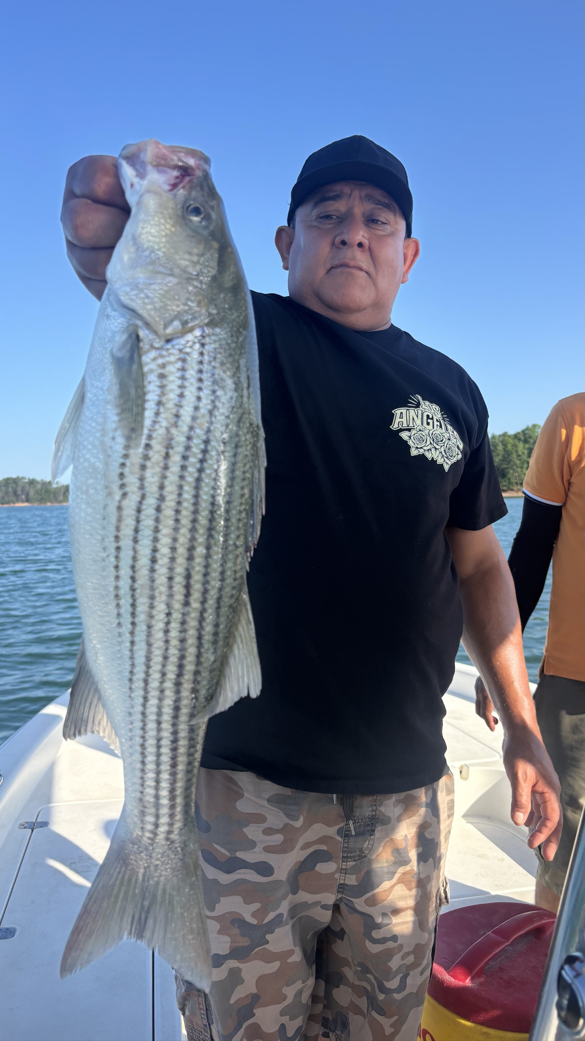 Striped And Spotted Bass Lake Lanier June