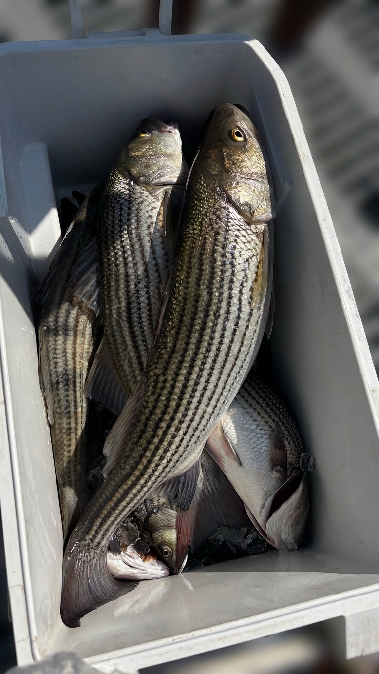 4 striped bass caught on Lake Lanier, Sept 19, 2026