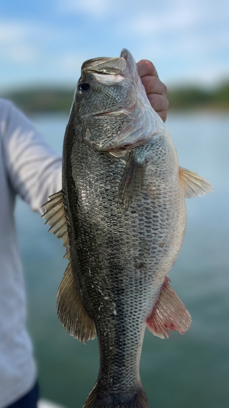 Family Fun: Four Species at Lake Lanier