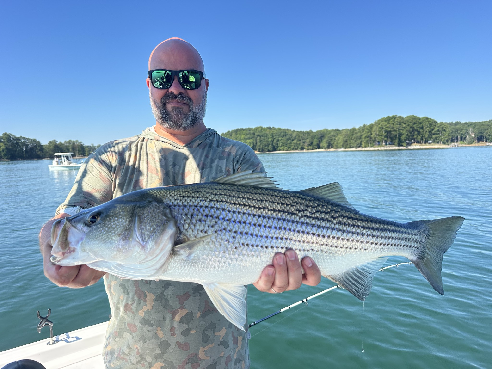 Dozen Striped Bass Strike Lake Lanier