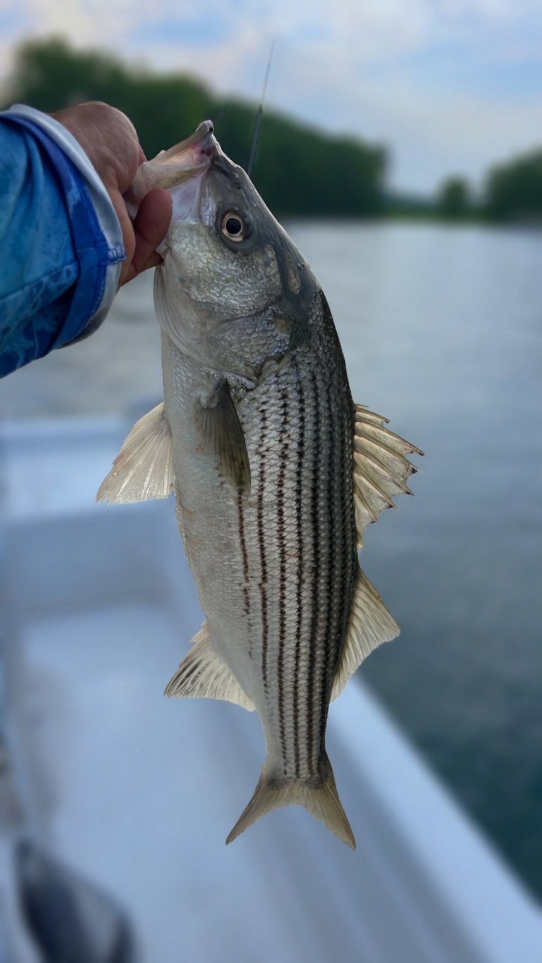 Striped And Spotted Bass On Lake Lanier