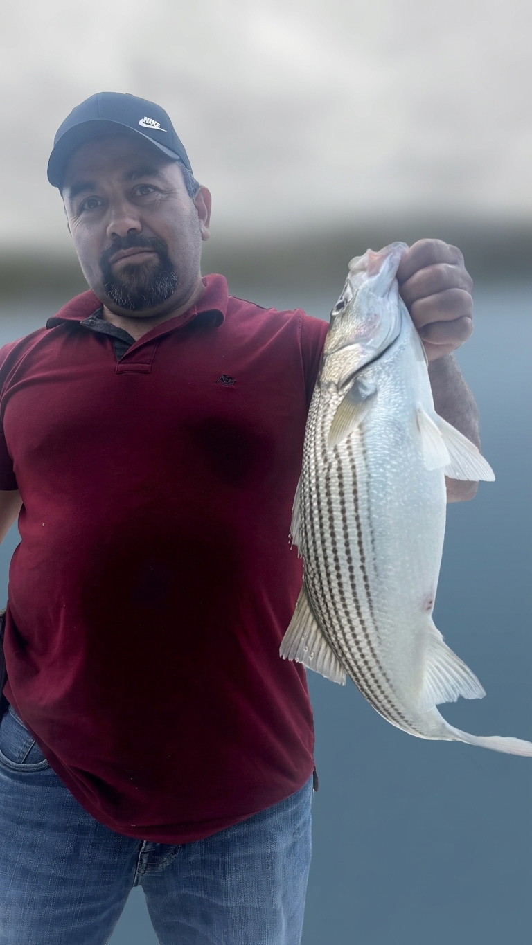 Striped bass caught on Lake Lanier, Sept 19, 2026