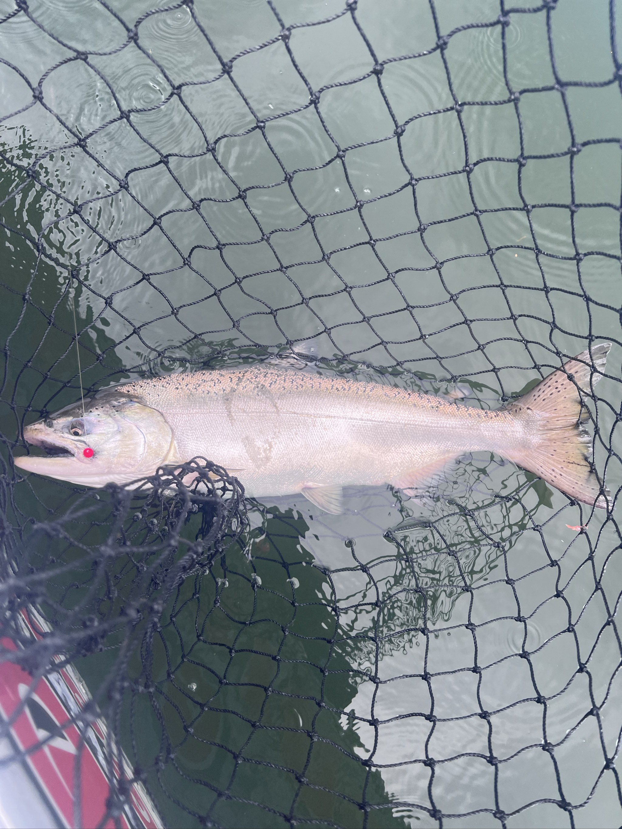 Coho salmon caught on the Columbia River, Oct 10, 2026