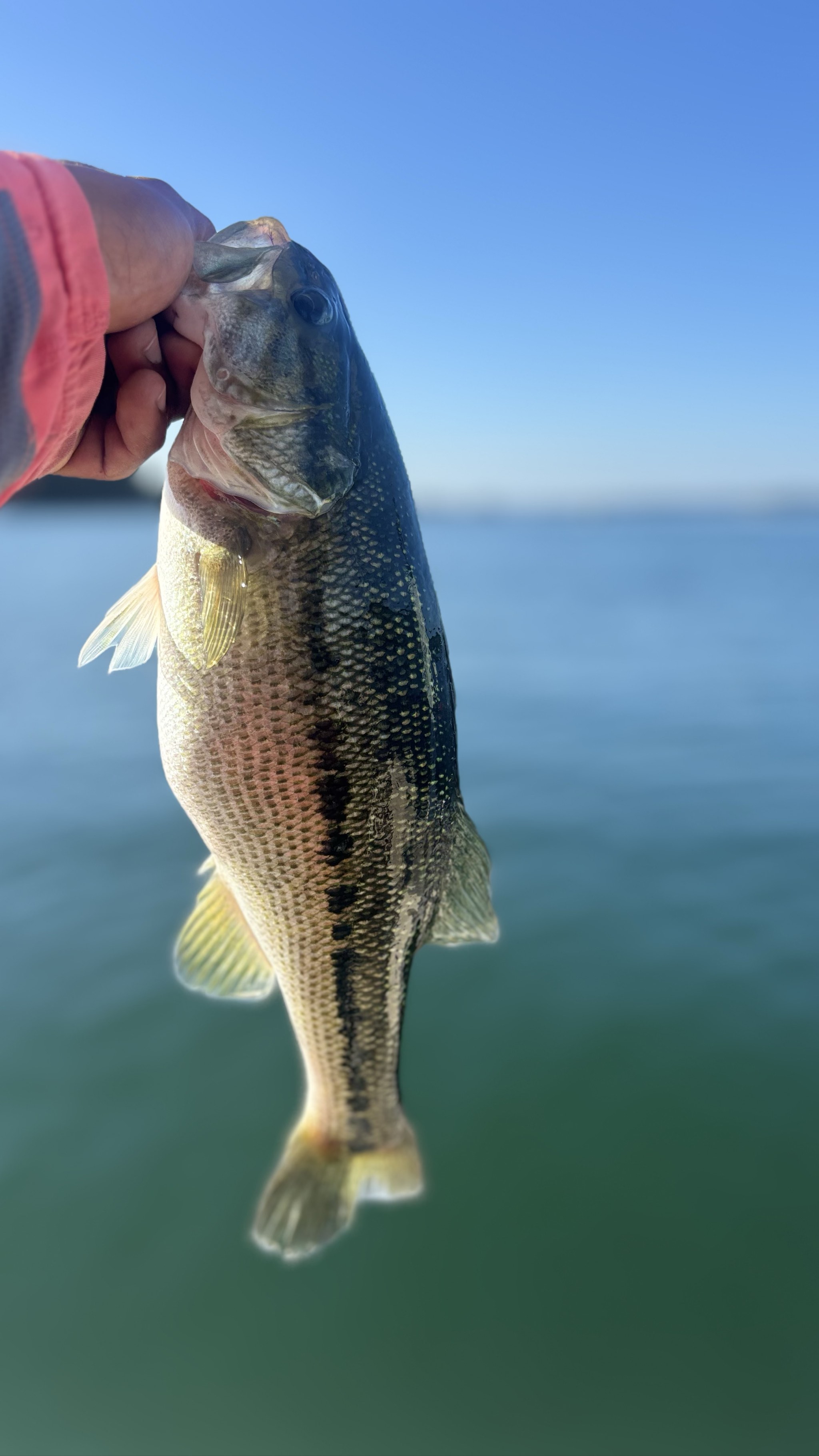 Trophy Stripers And Bass Lake Lanier