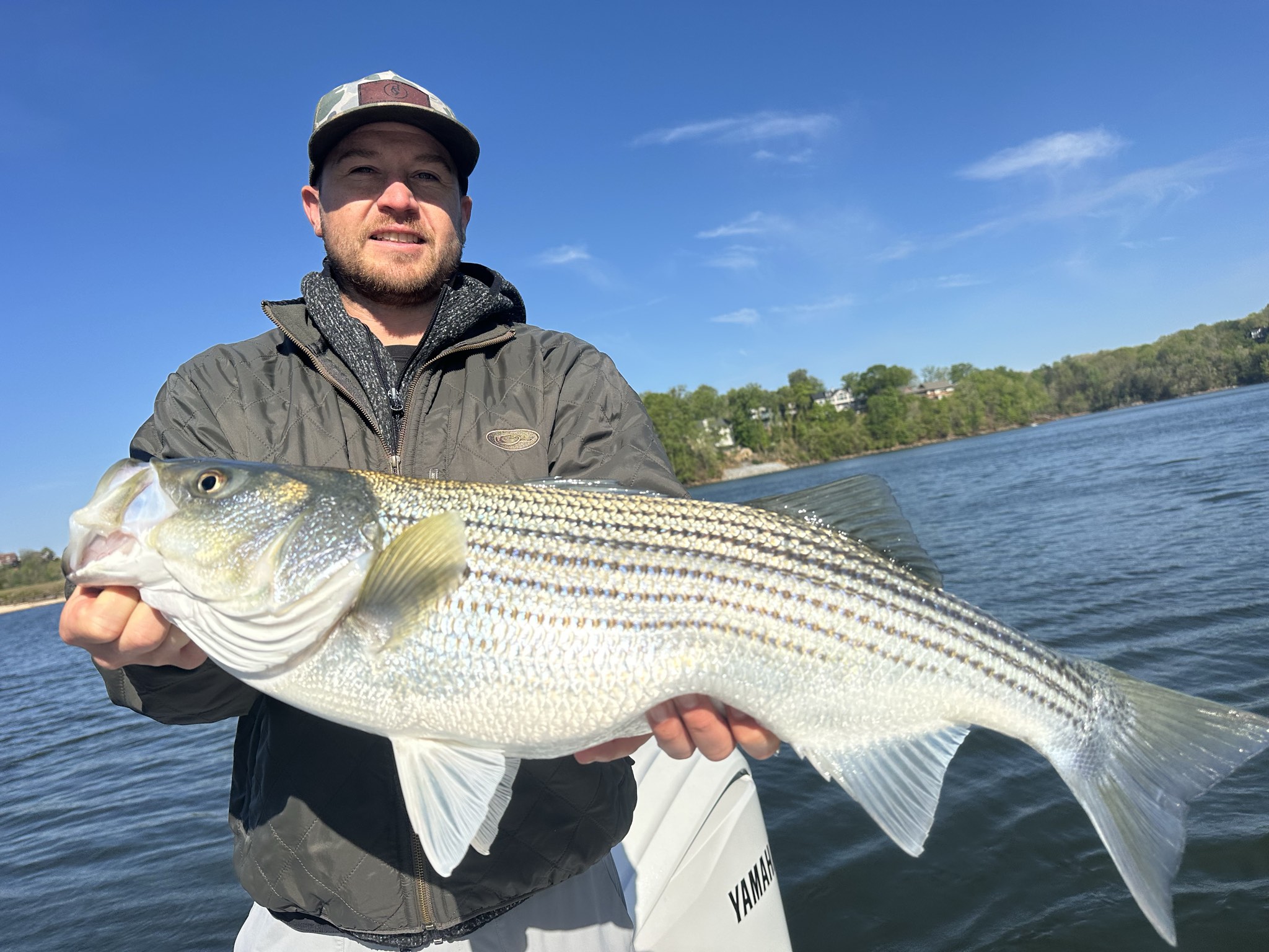 Striped And Spotted Bass Lake Lanier April