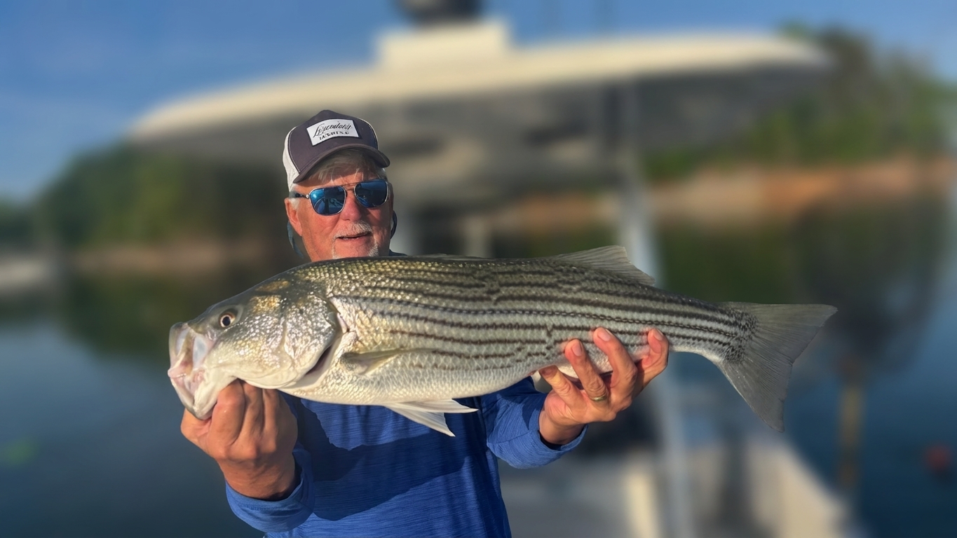 Striped Bass And Spotted Bass Dominate Lake Lanier