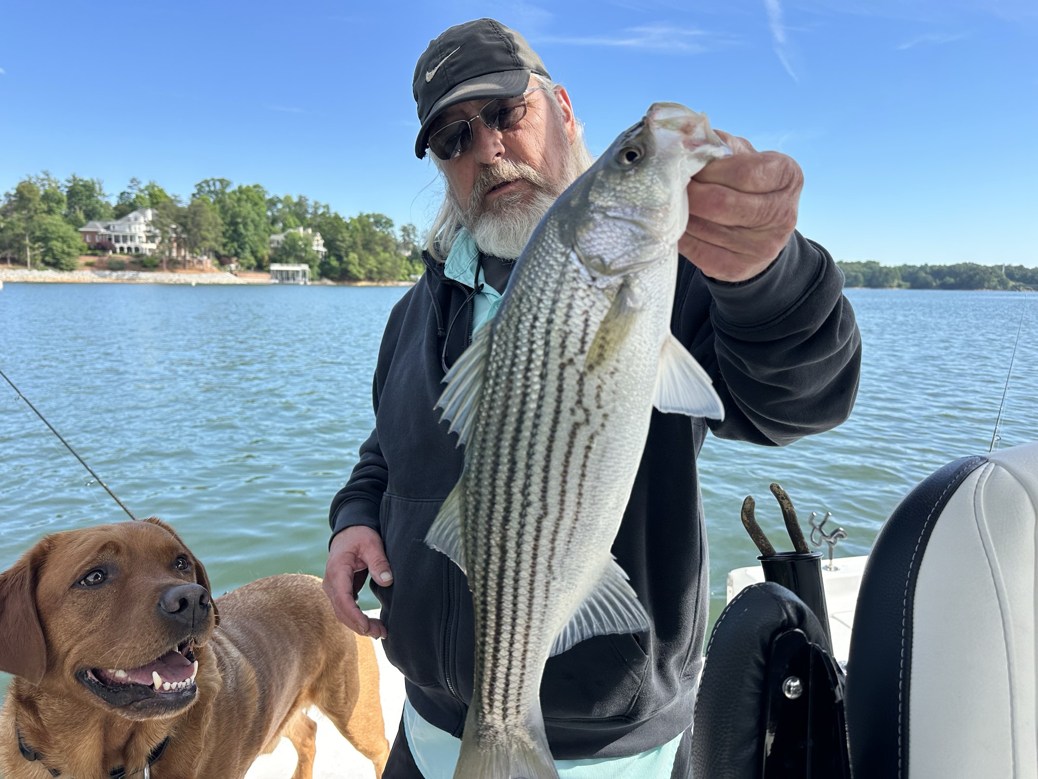 Striped Bass — May 2026