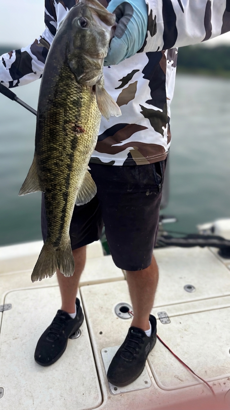 Striped And Spotted Bass On Lake Lanier