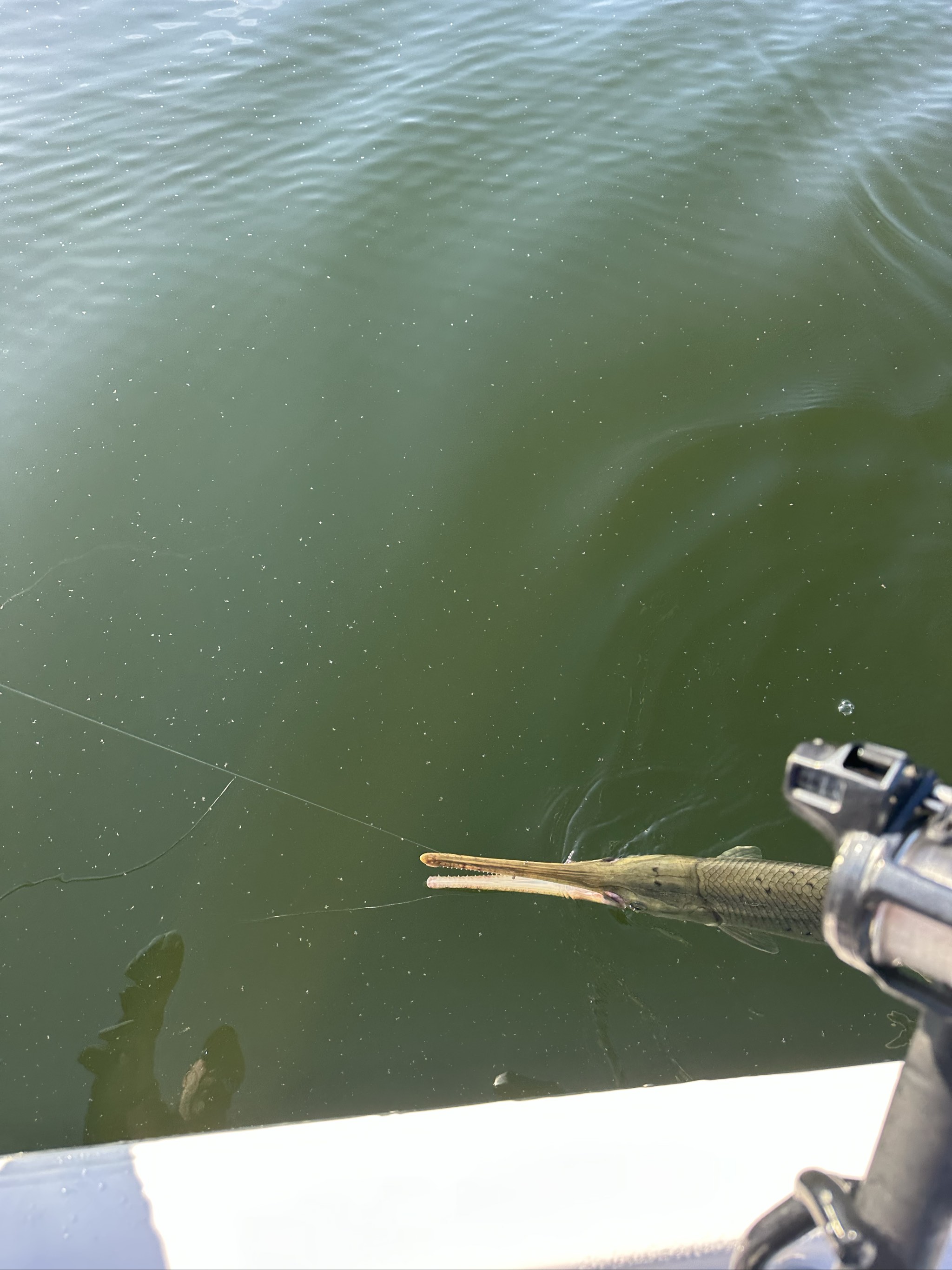 Striped Bass And Spotted Bass On Lake Lanier