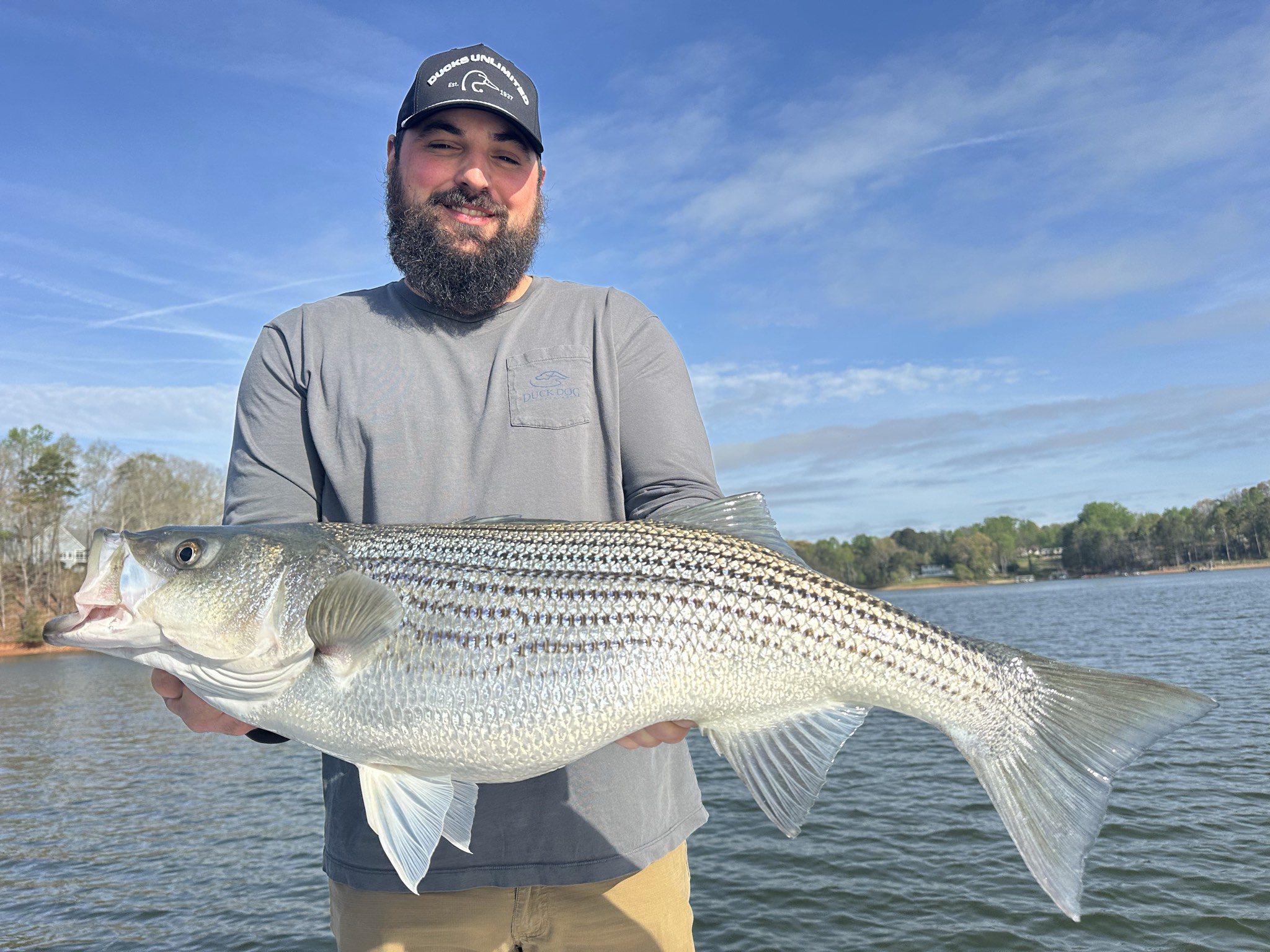 Striped Bass — April 2026