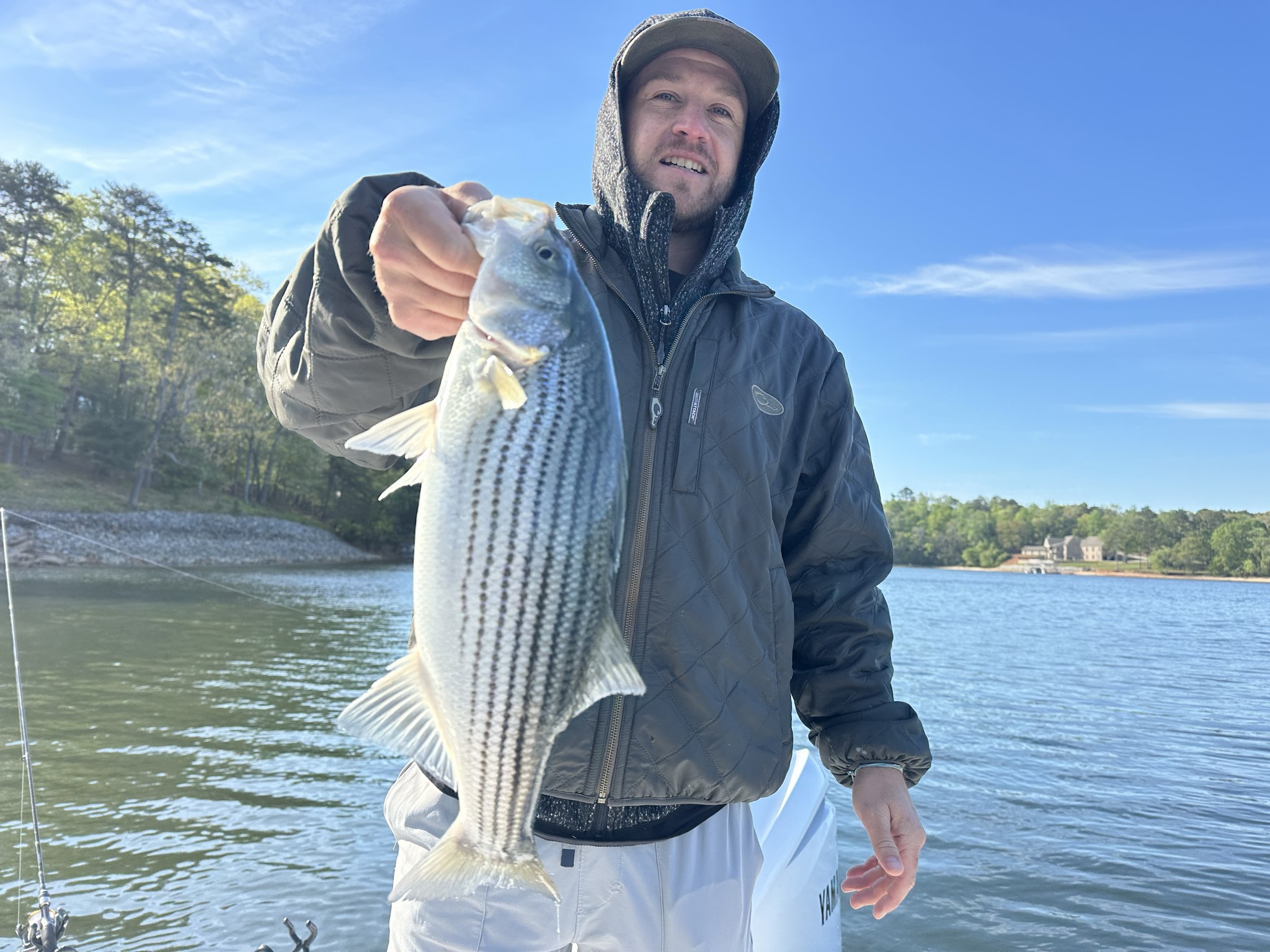 Striped And Spotted Bass Lake Lanier April