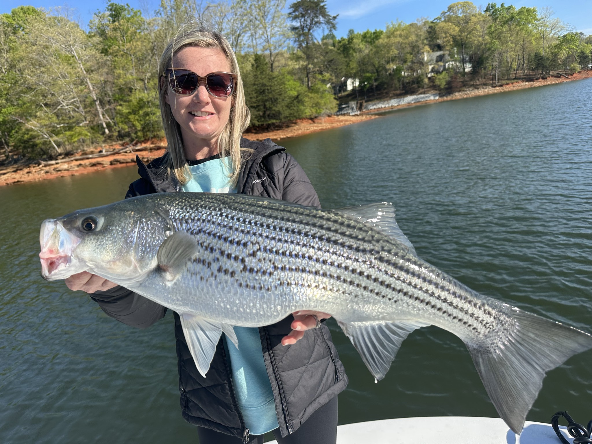 Striped Bass — April 2026