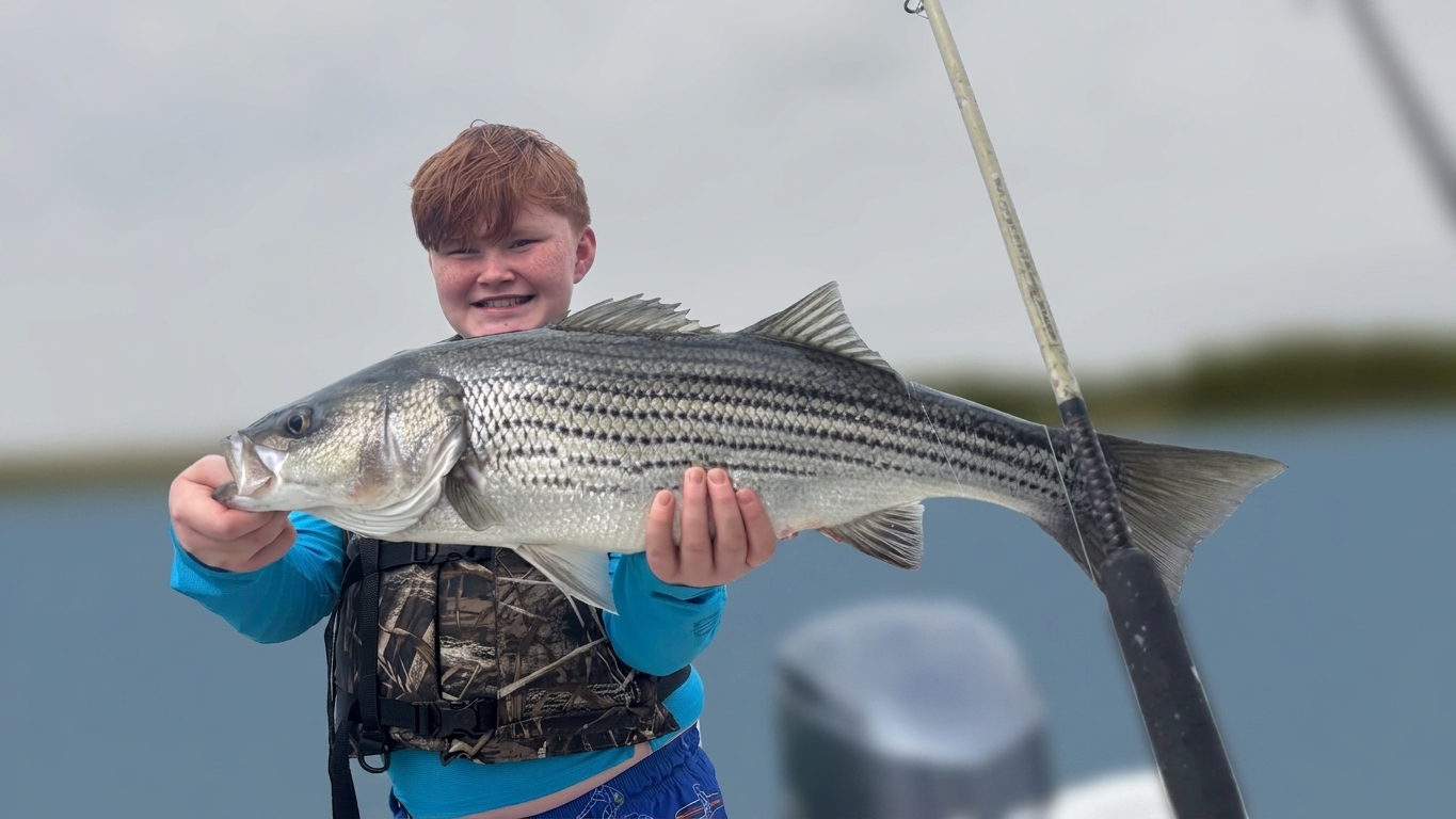 Striped Bass Action on Lake Lanier