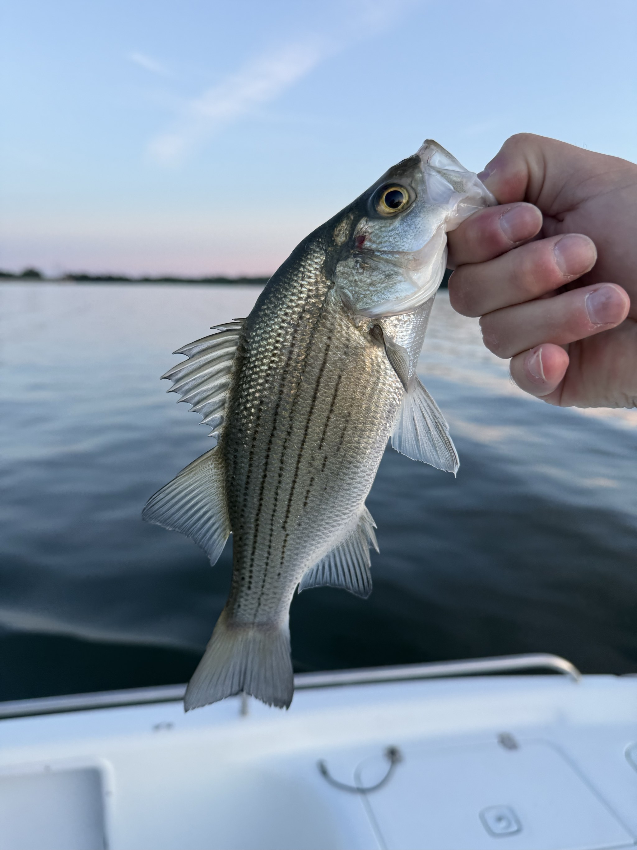 Striped and Spotted Bass Action at Jackson Lake