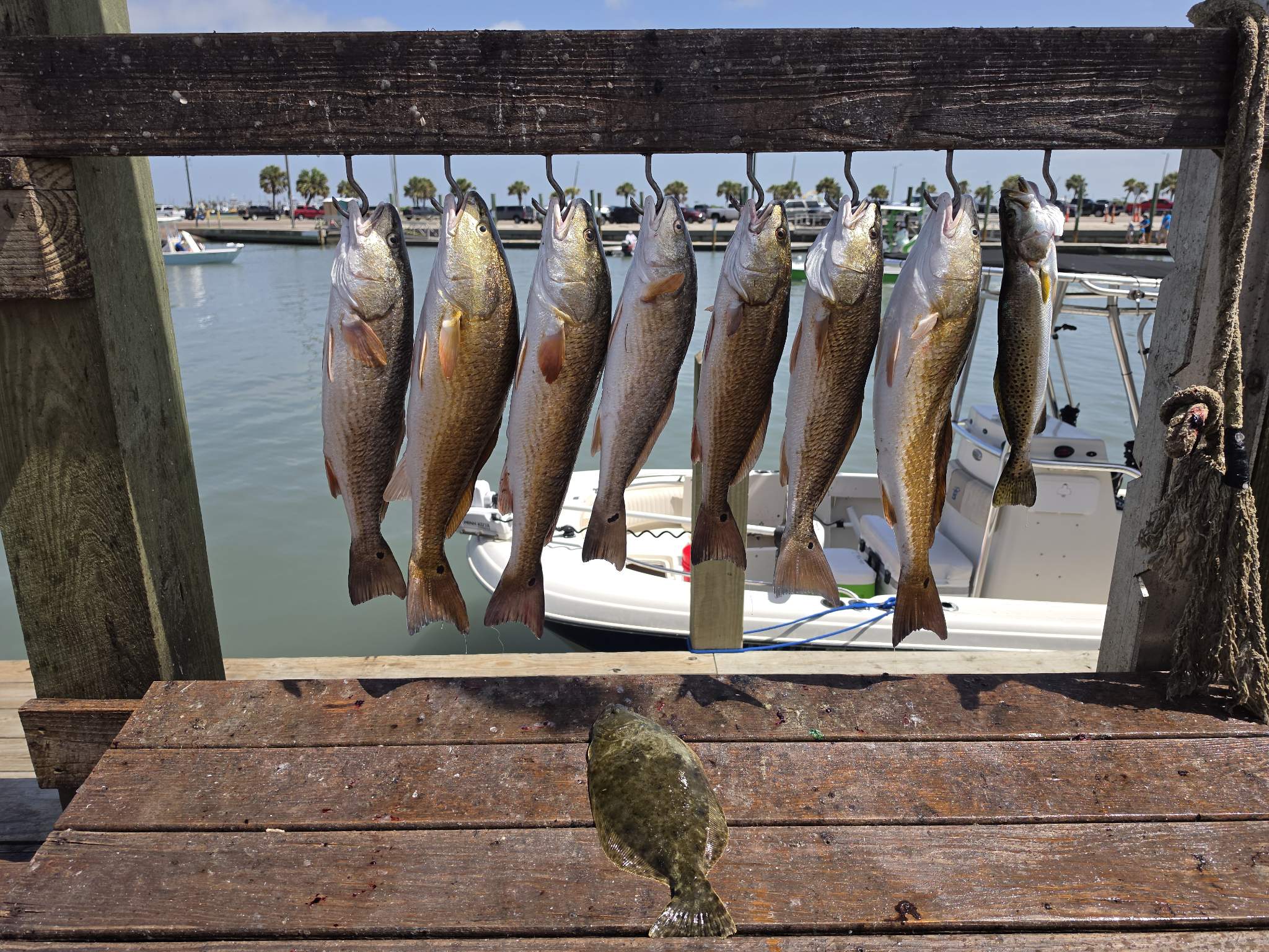 September Black Drum Haul Port Aransas