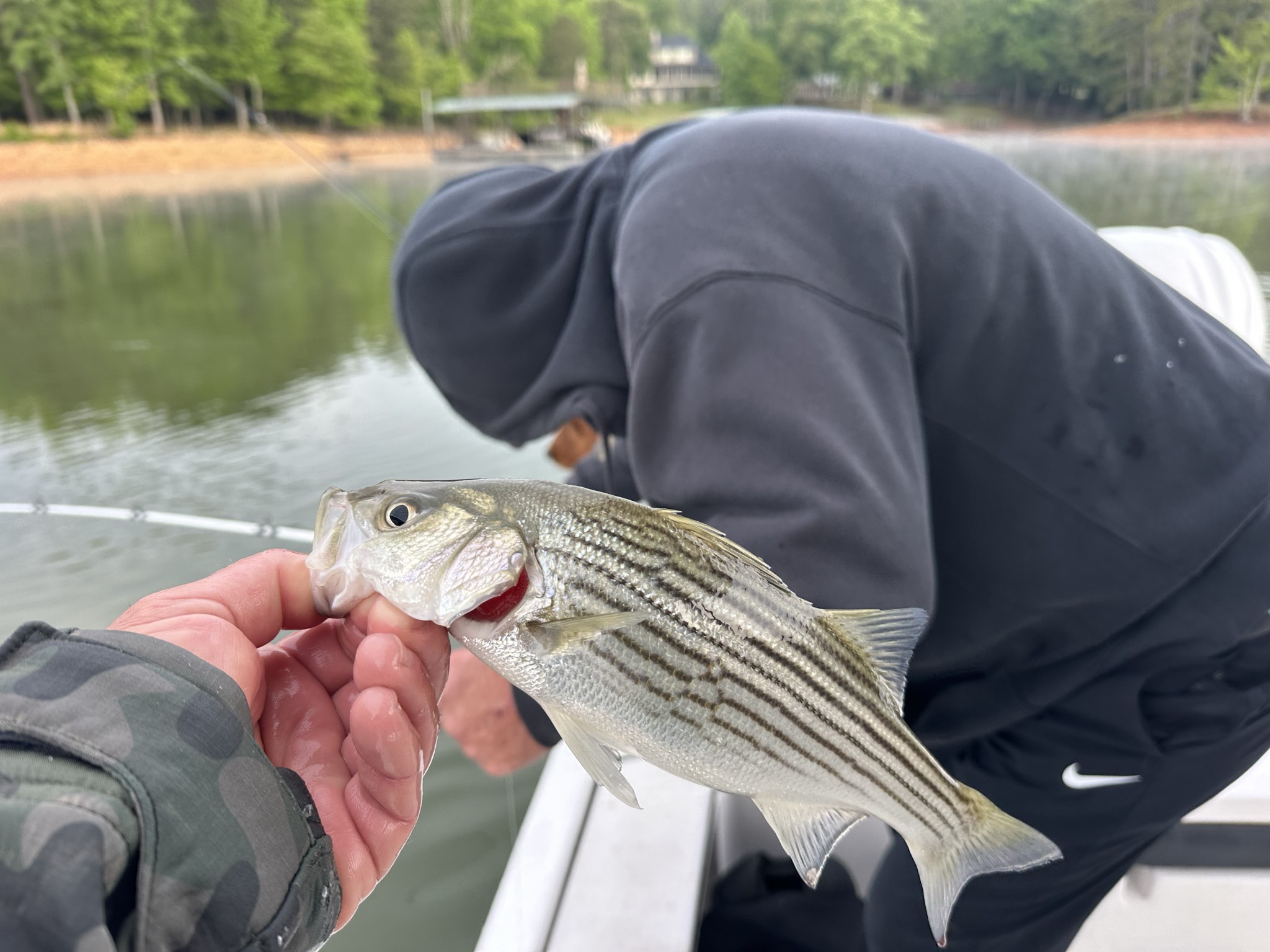 Striped Bass — May 2026