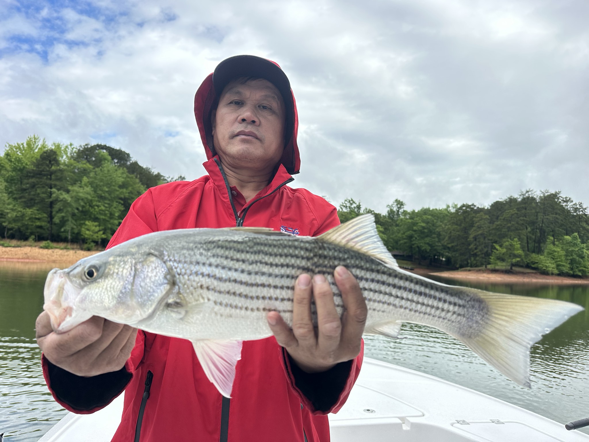Lake Lanier May Striped Bass Success