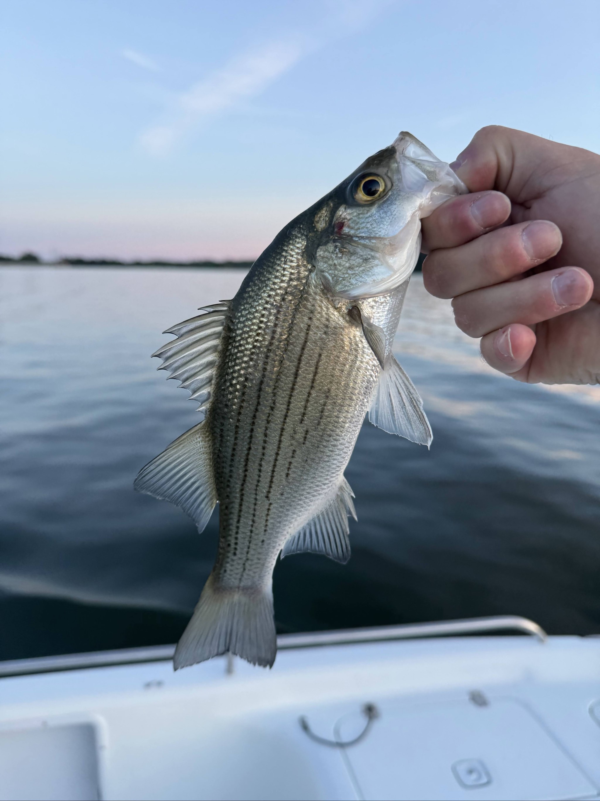 Jackson Lake, GA Striped Bass — June 2026